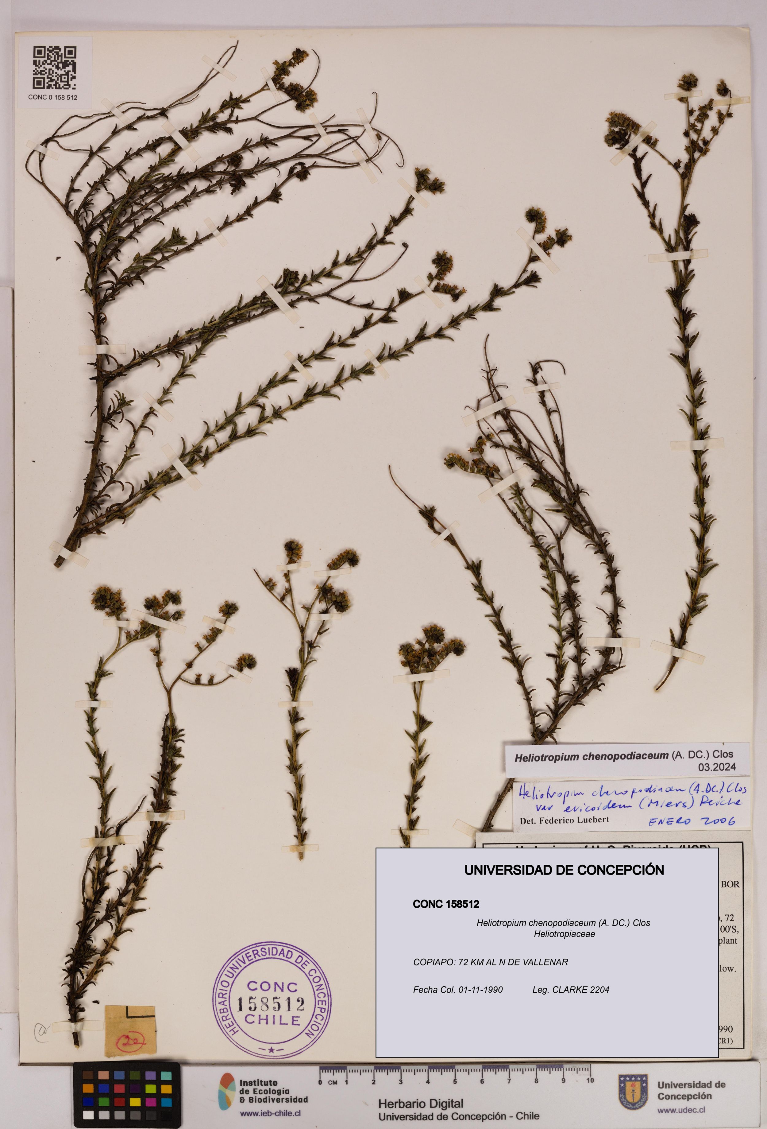 Heliotropium chenopodiaceum [Espécimen: ]