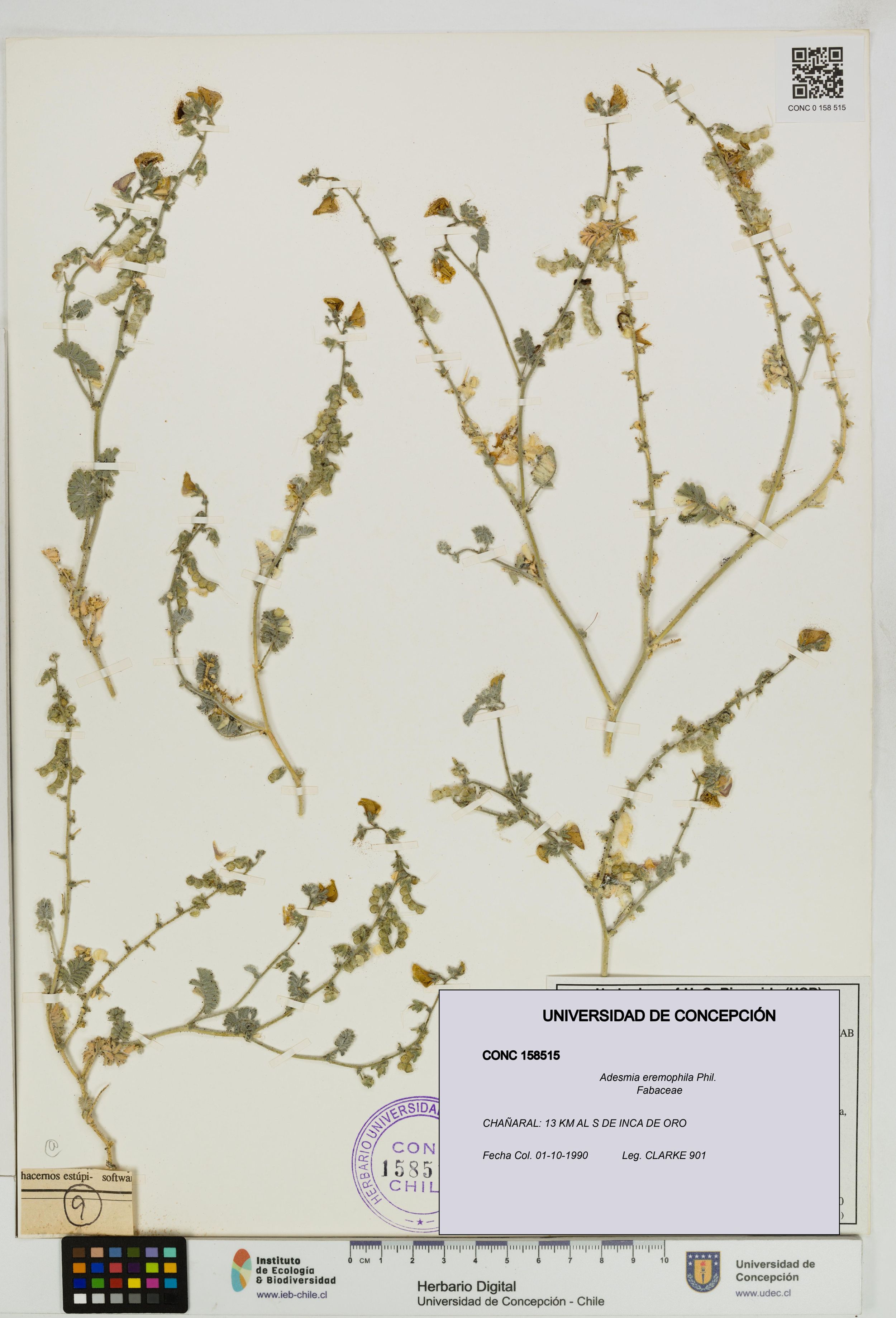 Adesmia eremophila [Espécimen: ]