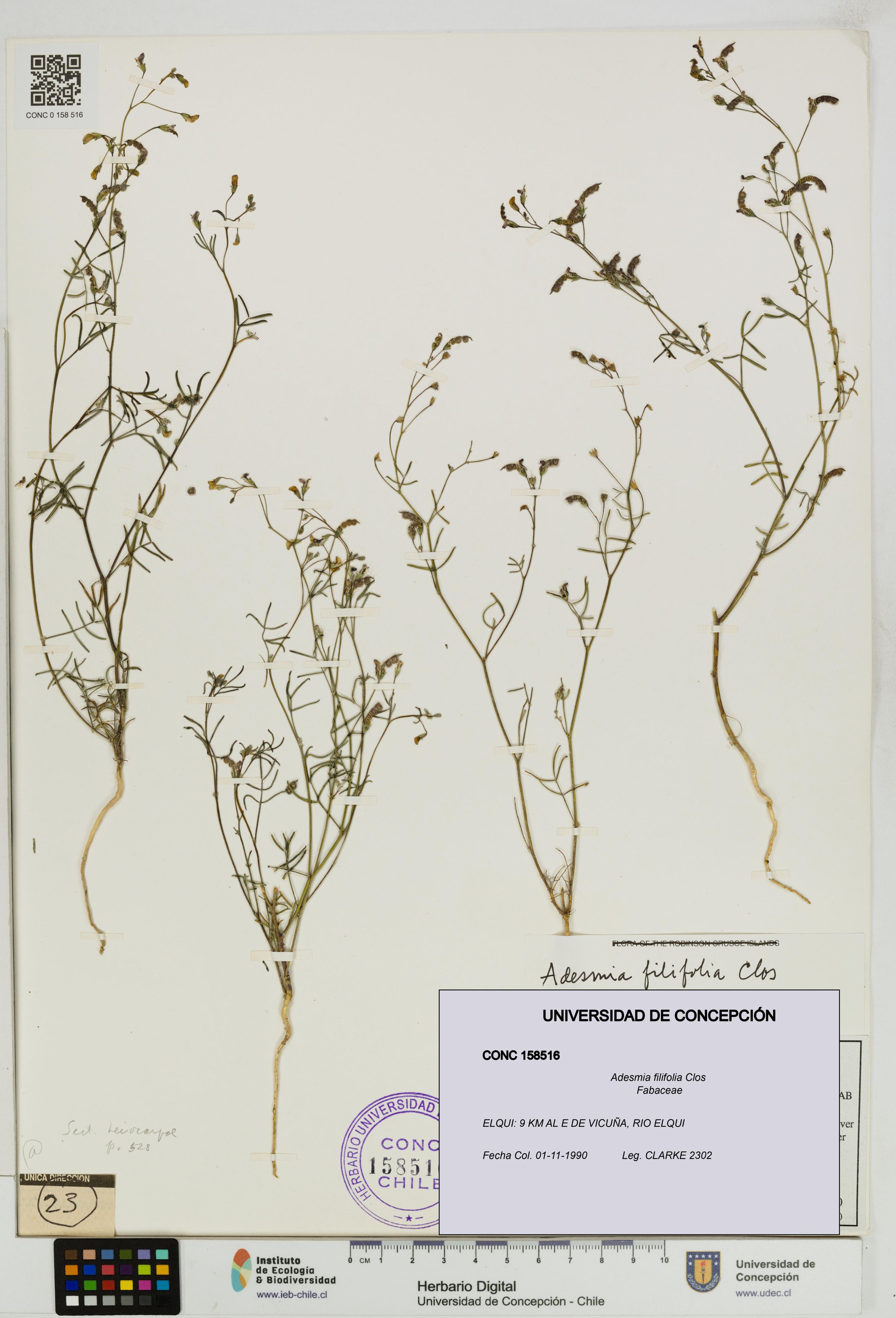 Adesmia filifolia [Espécimen: ]