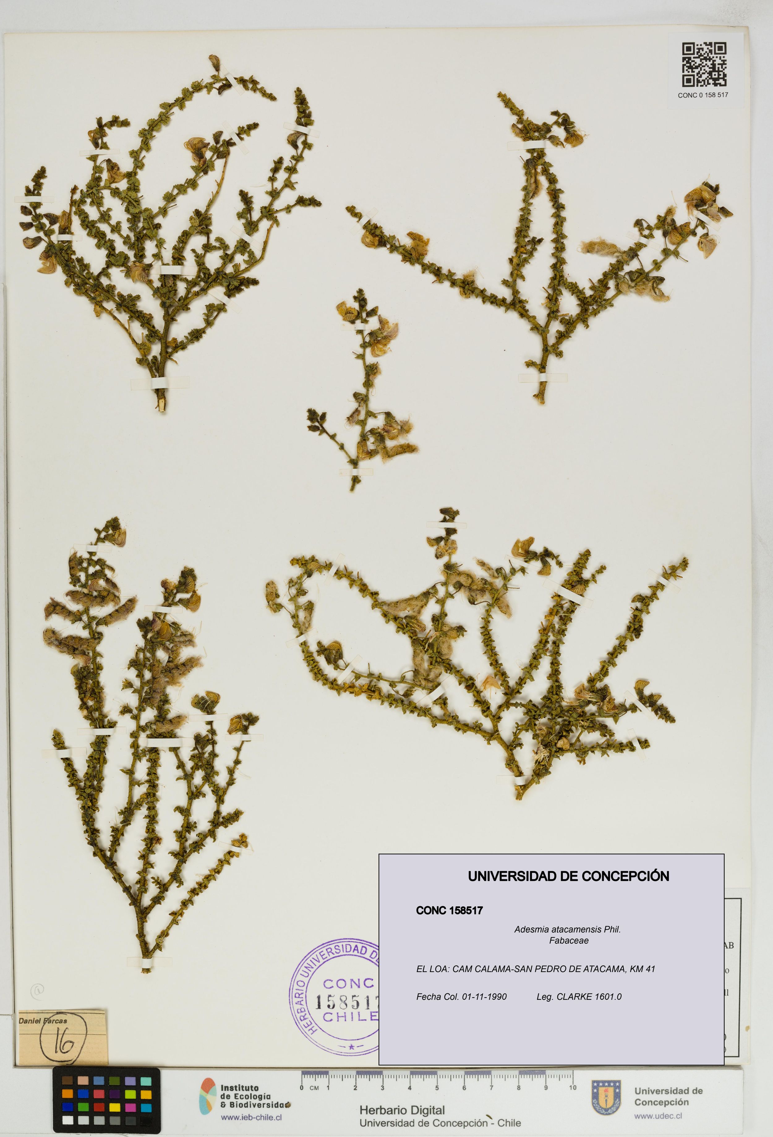 Adesmia atacamensis [Espécimen: ]