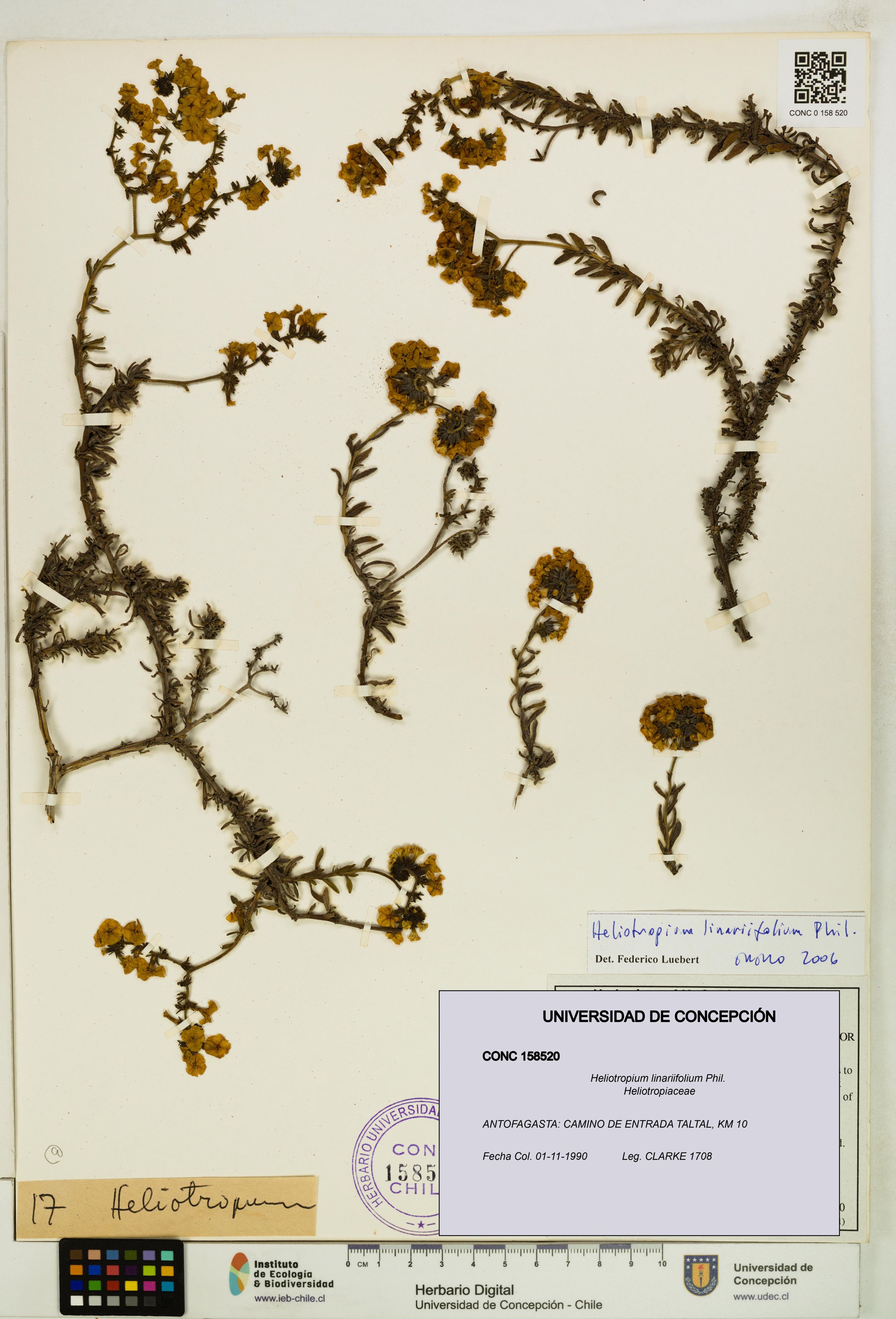 Heliotropium linariifolium [Espécimen: ]