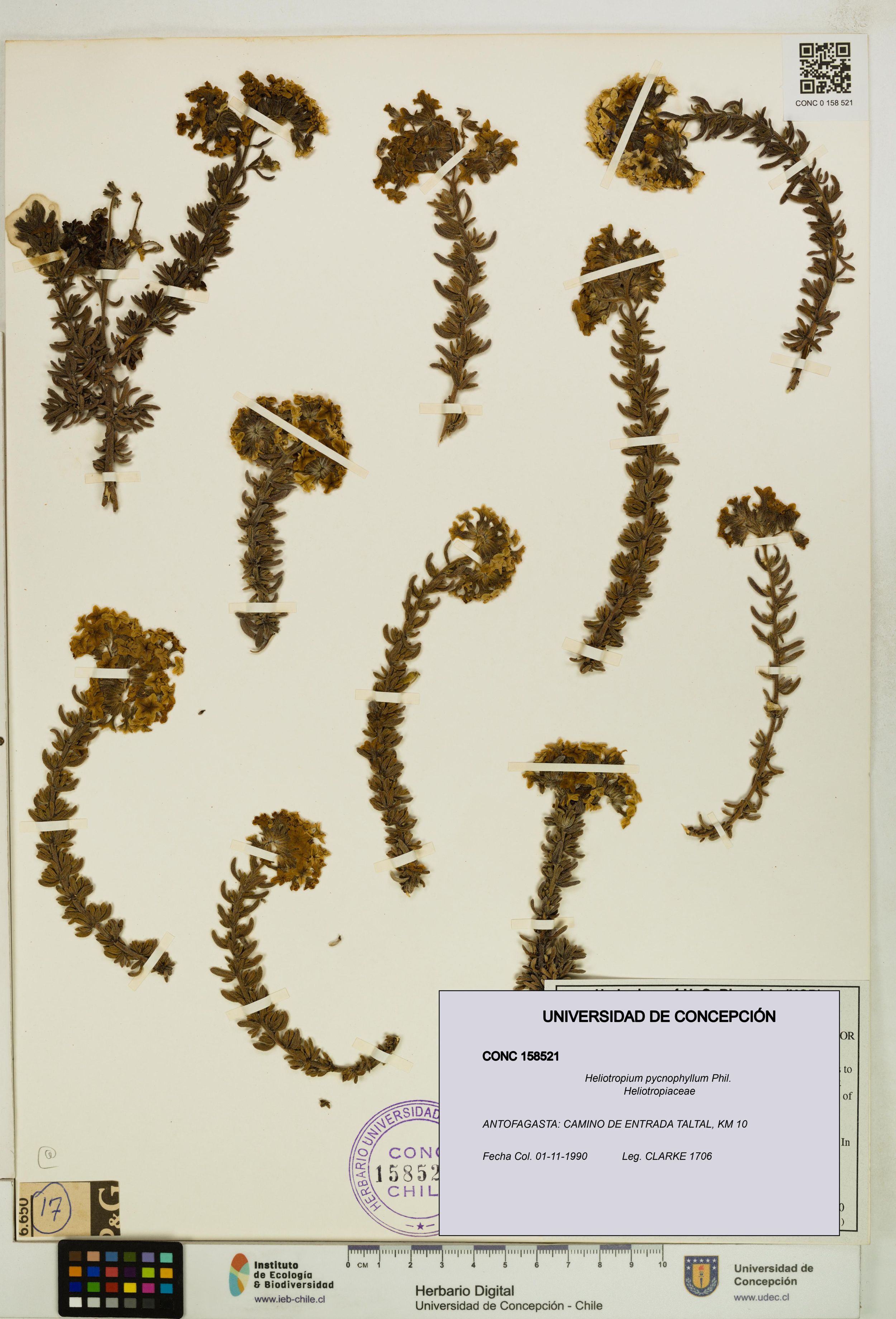 Heliotropium pycnophyllum [Espécimen: ]