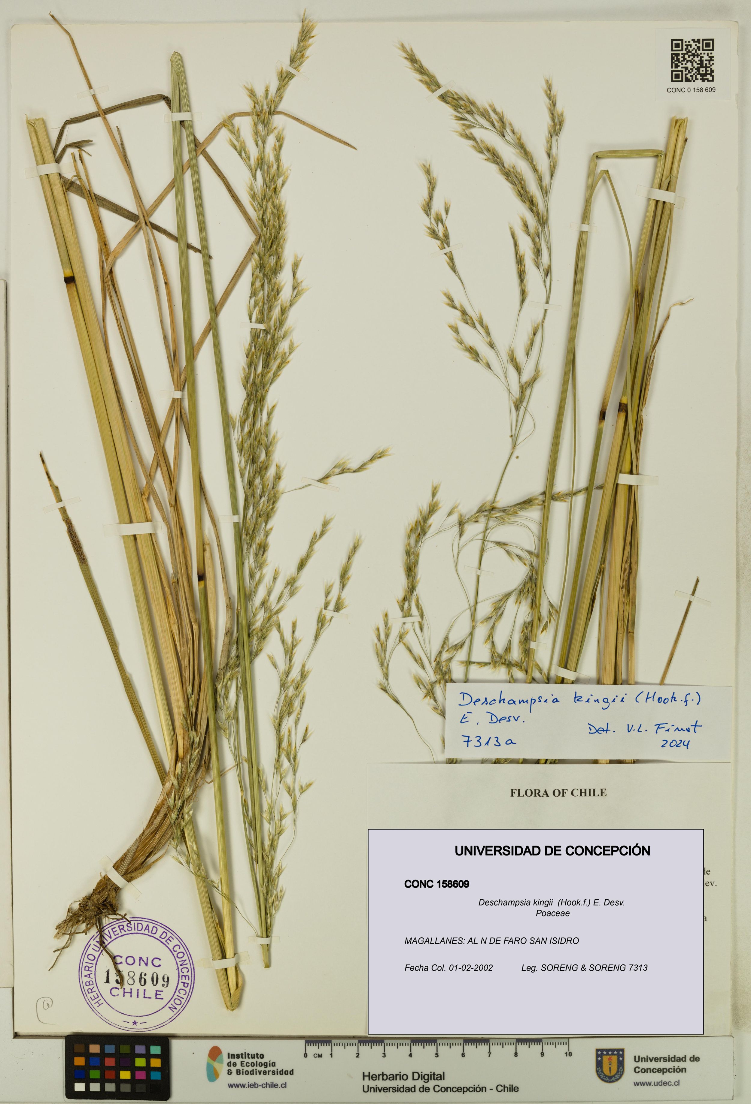 Deschampsia kingii [Espécimen: ]