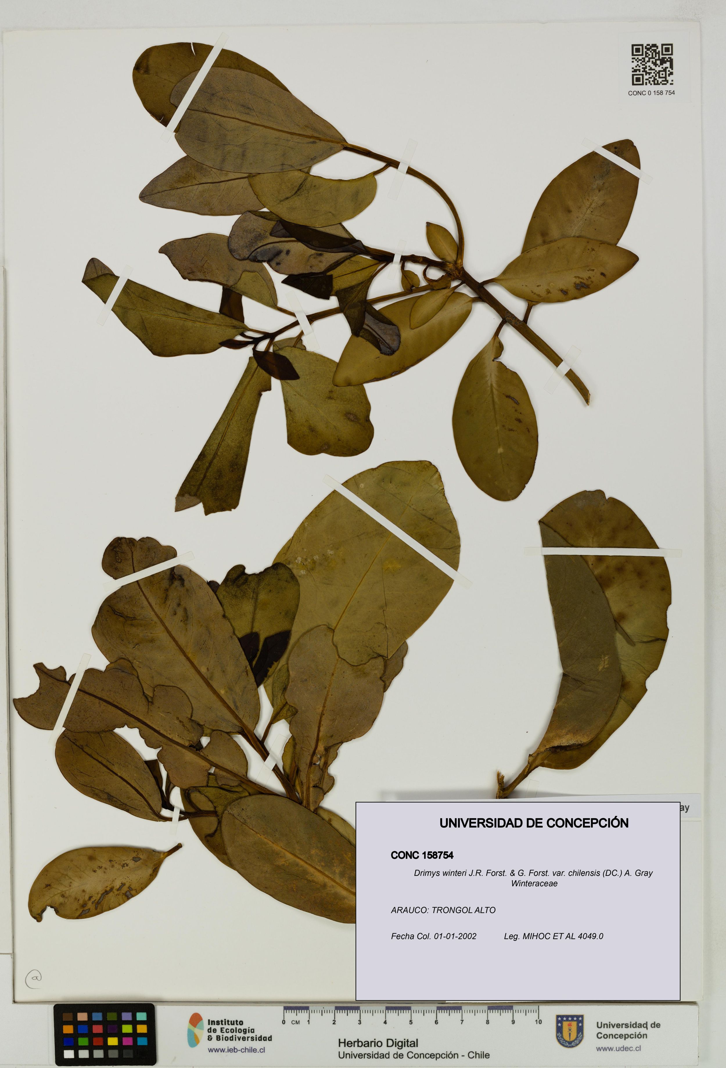 Drimys winteri var. chilensis [Espécimen: ]