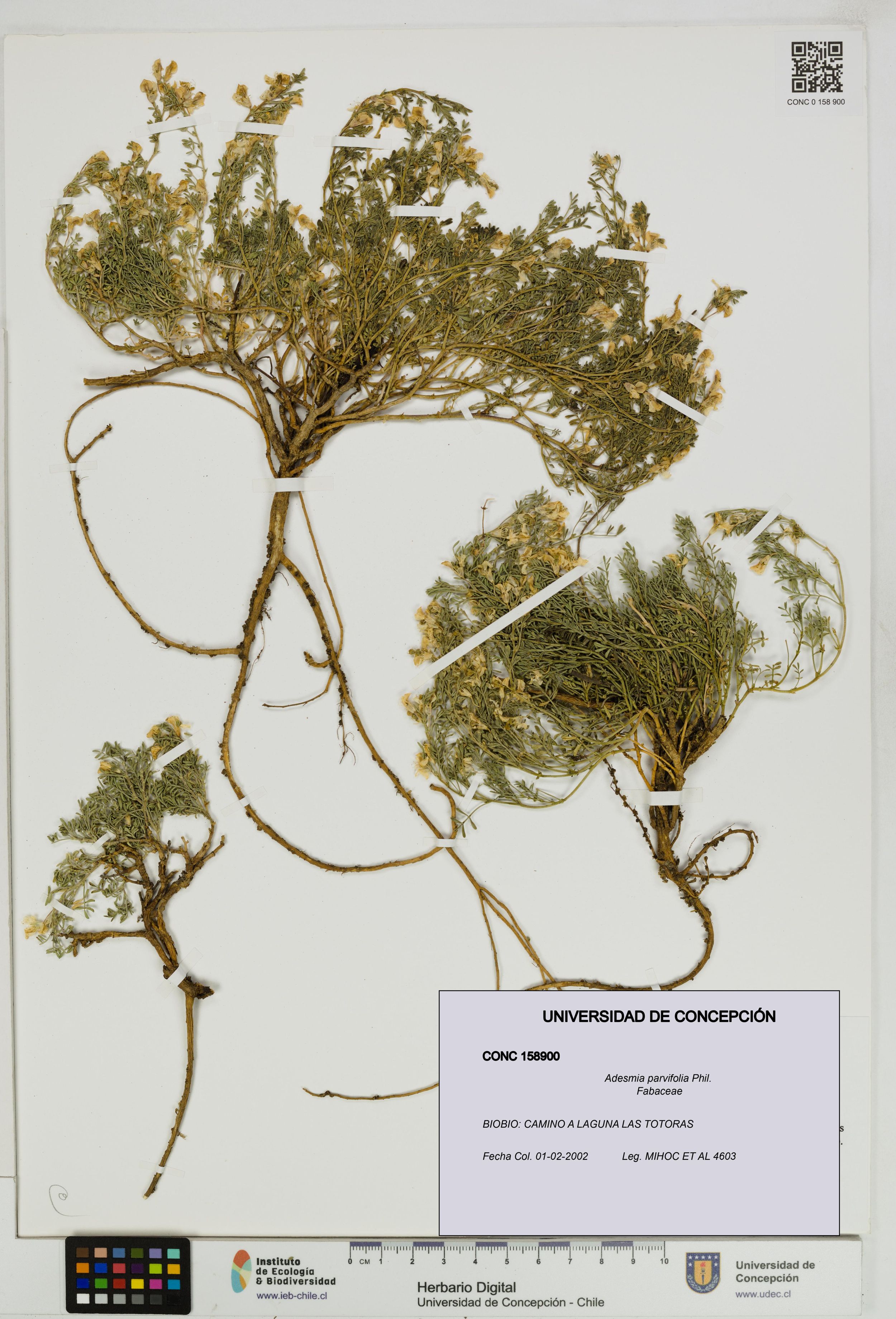 Adesmia parvifolia [Espécimen: ]