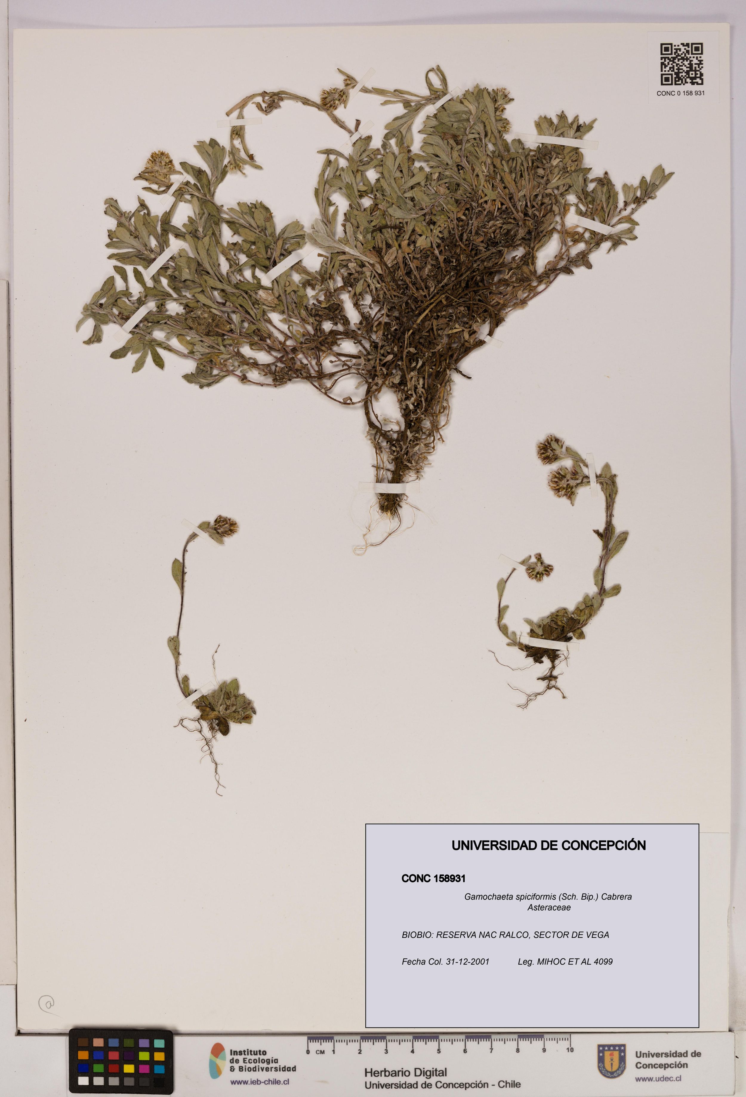 Gamochaeta spiciformis [Espécimen: ]