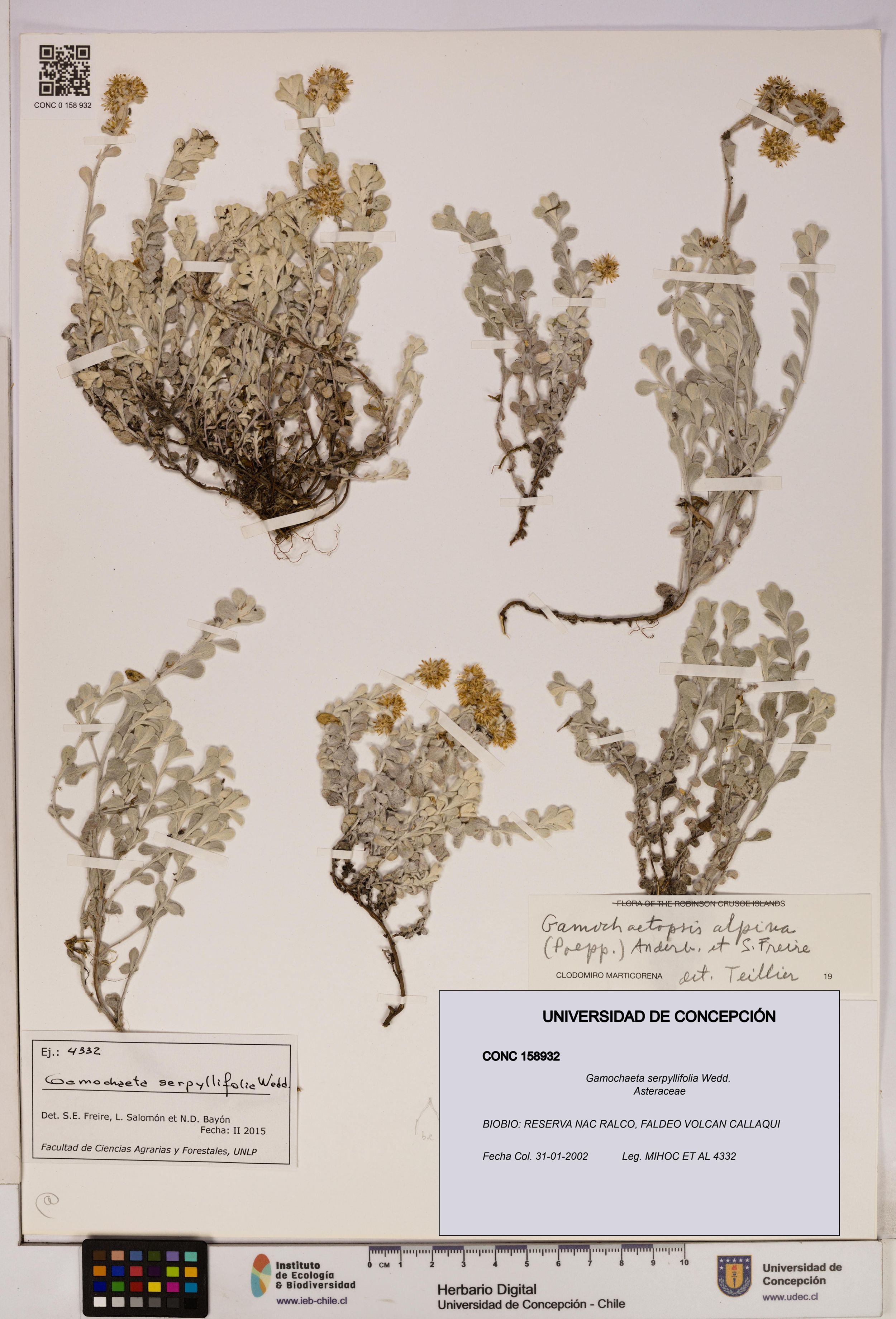 Gamochaeta serpyllifolia [Espécimen: ]