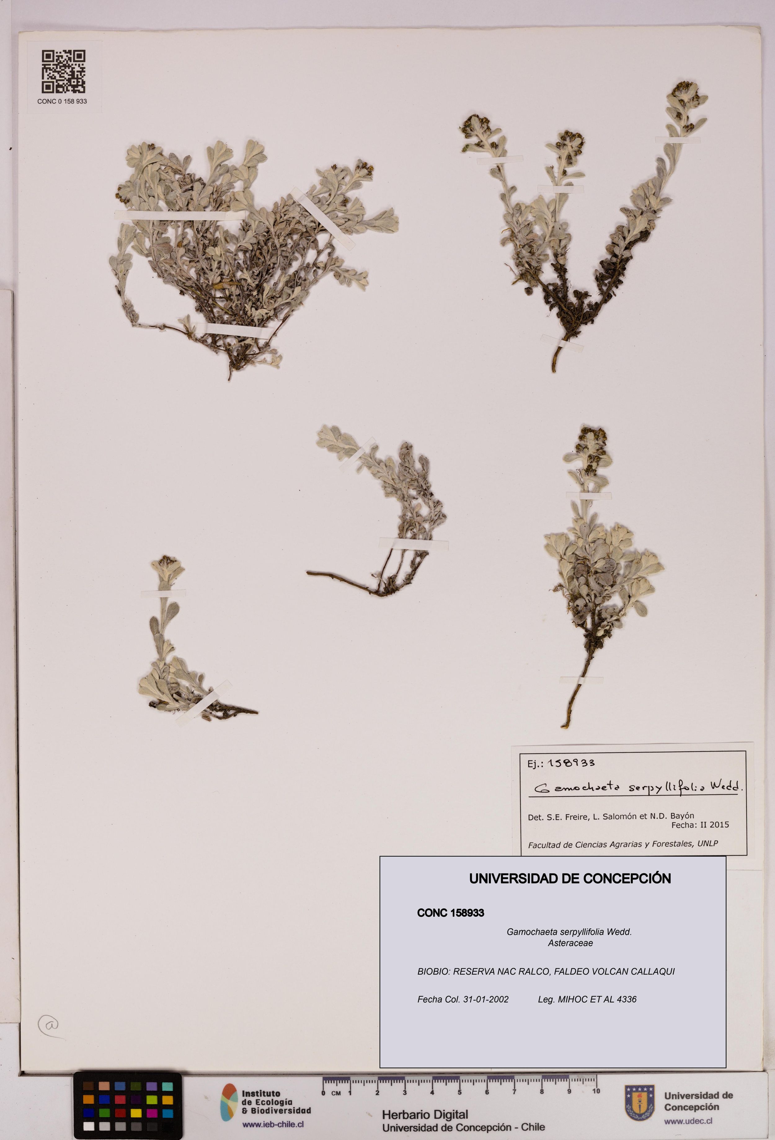 Gamochaeta serpyllifolia [Espécimen: ]