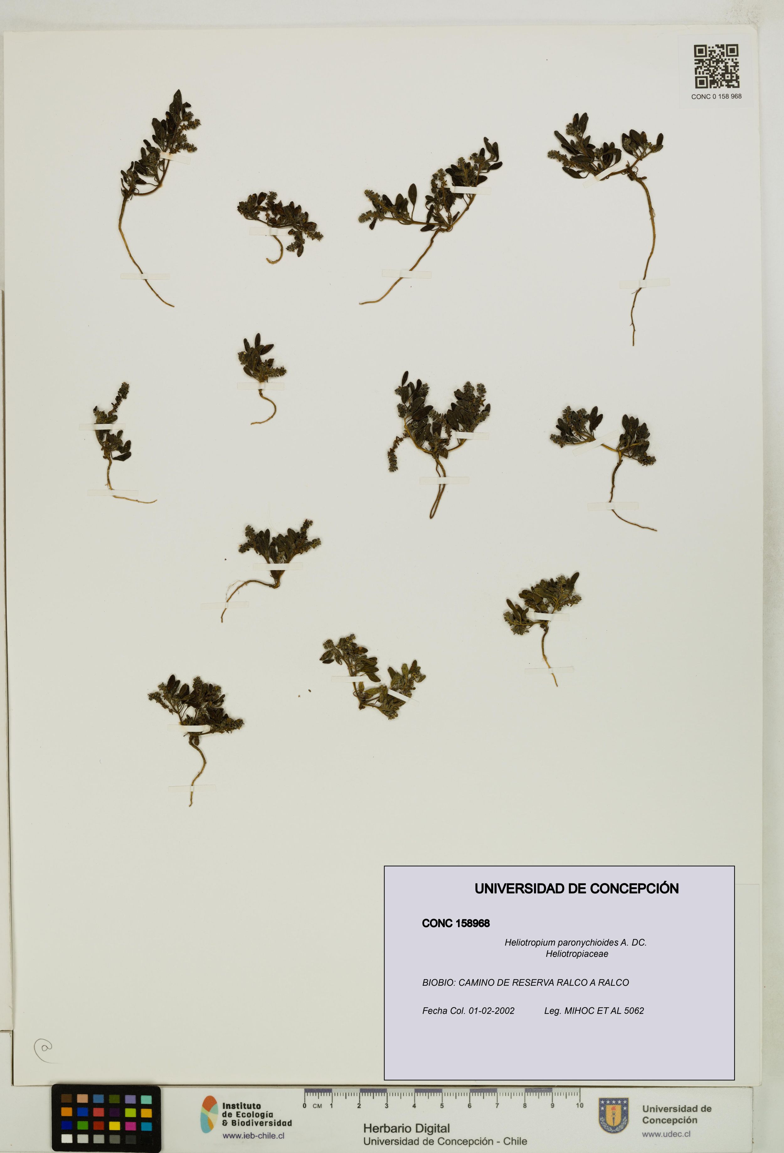 Heliotropium paronychioides [Espécimen: ]