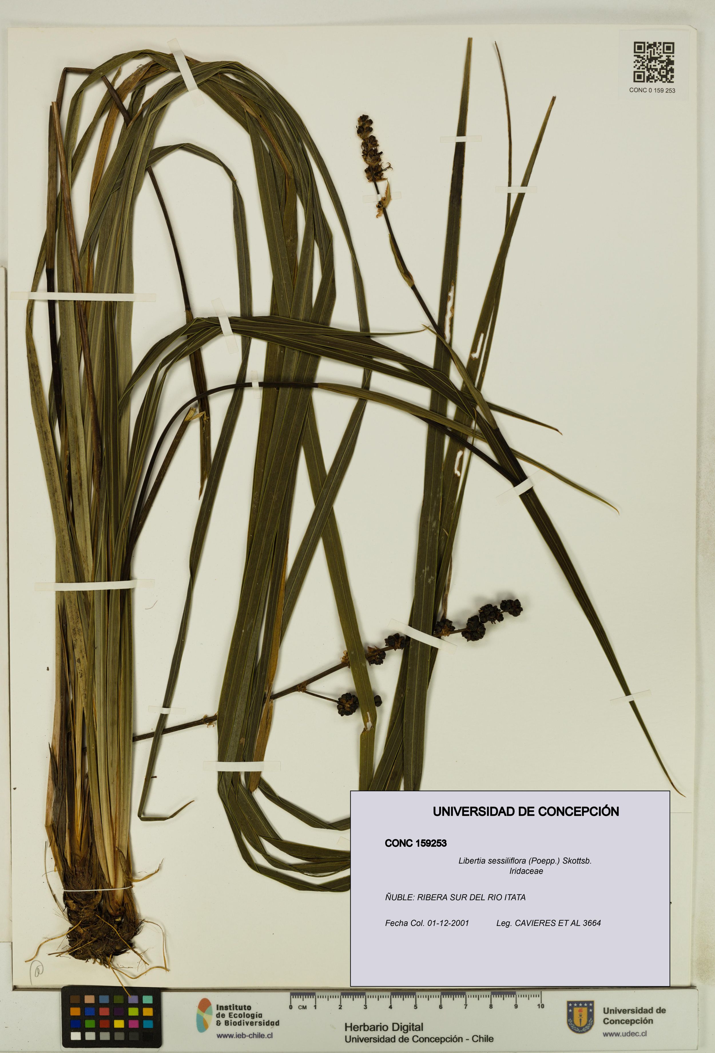 Libertia sessiliflora [Espécimen: ]