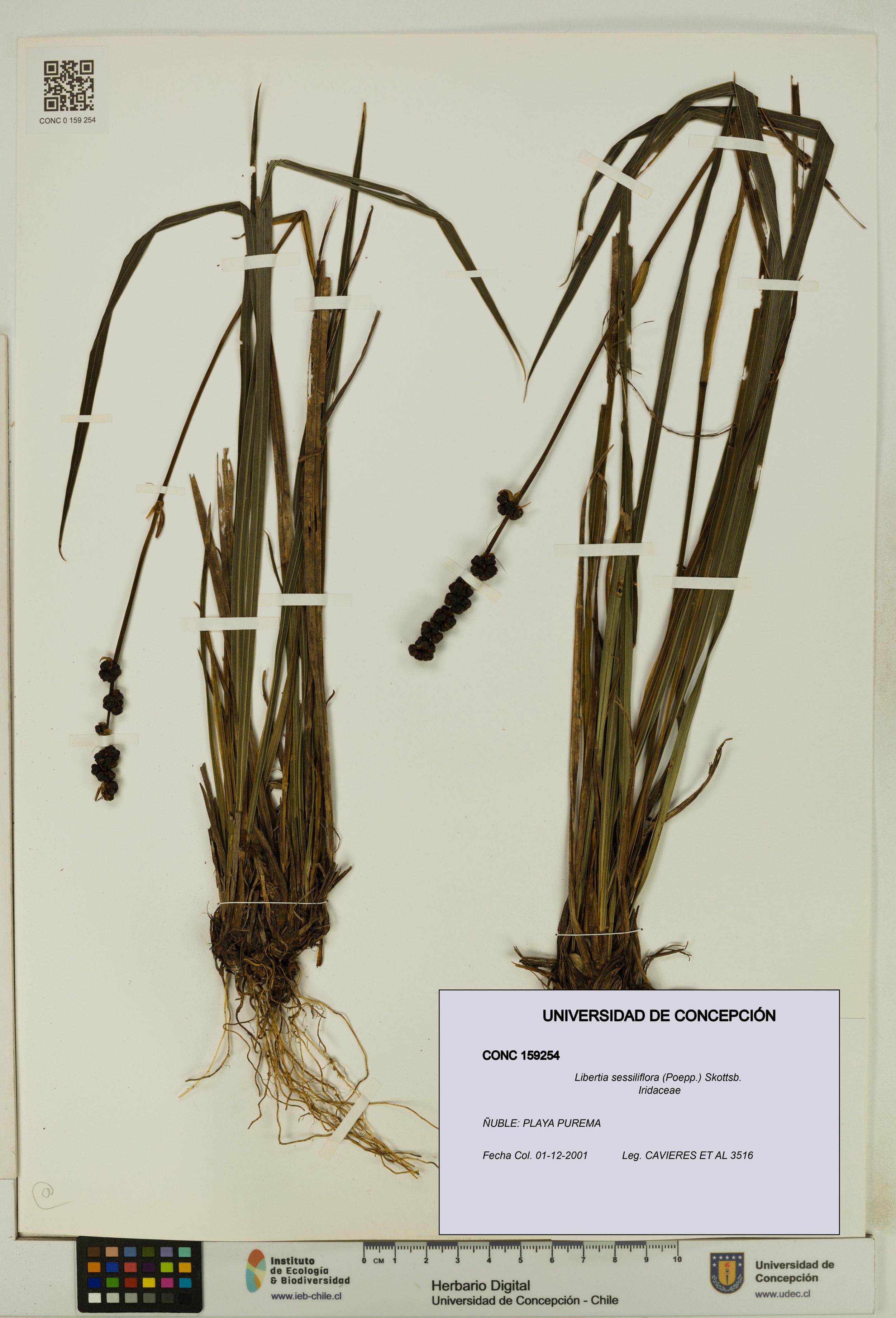 Libertia sessiliflora [Espécimen: ]