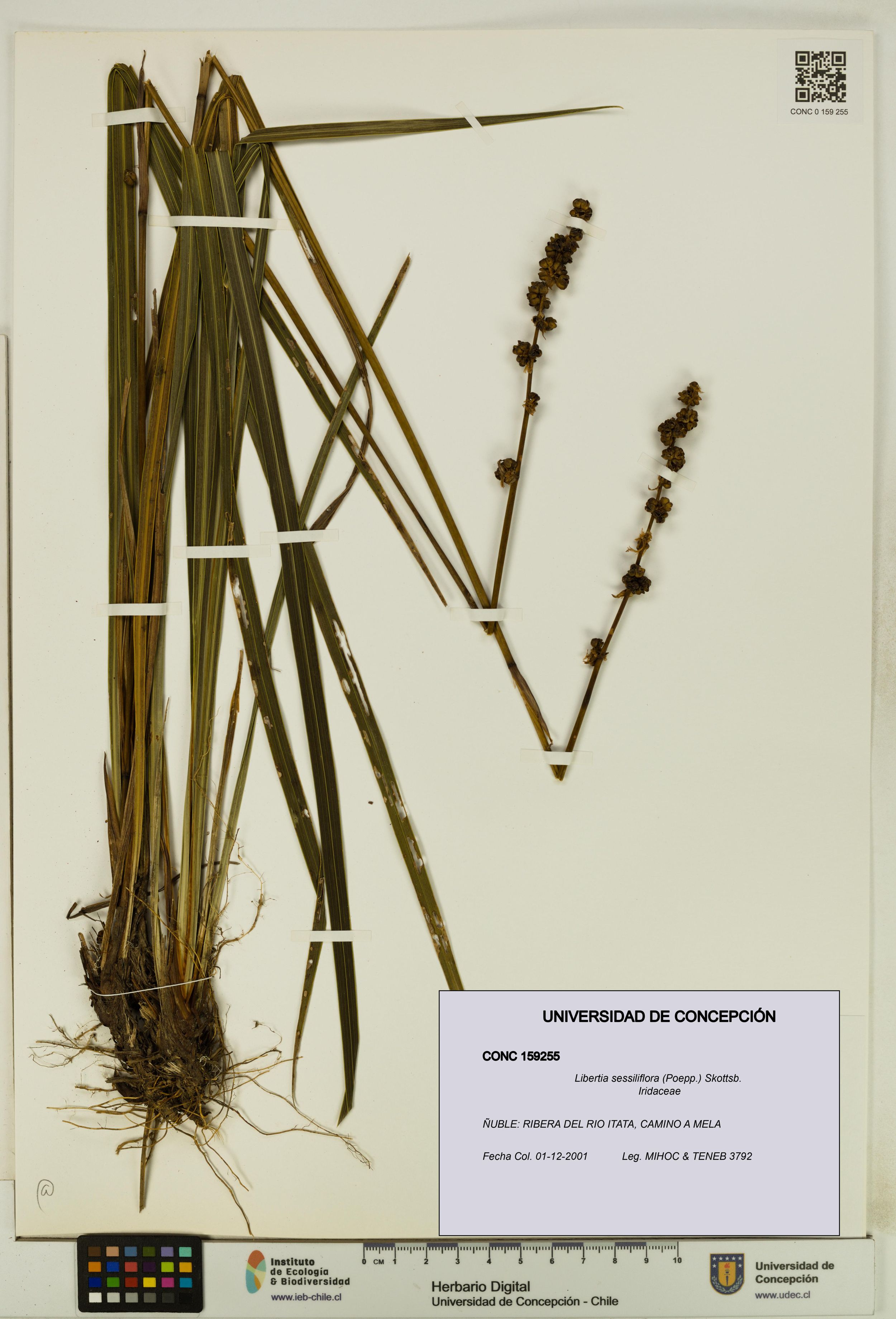 Libertia sessiliflora [Espécimen: ]