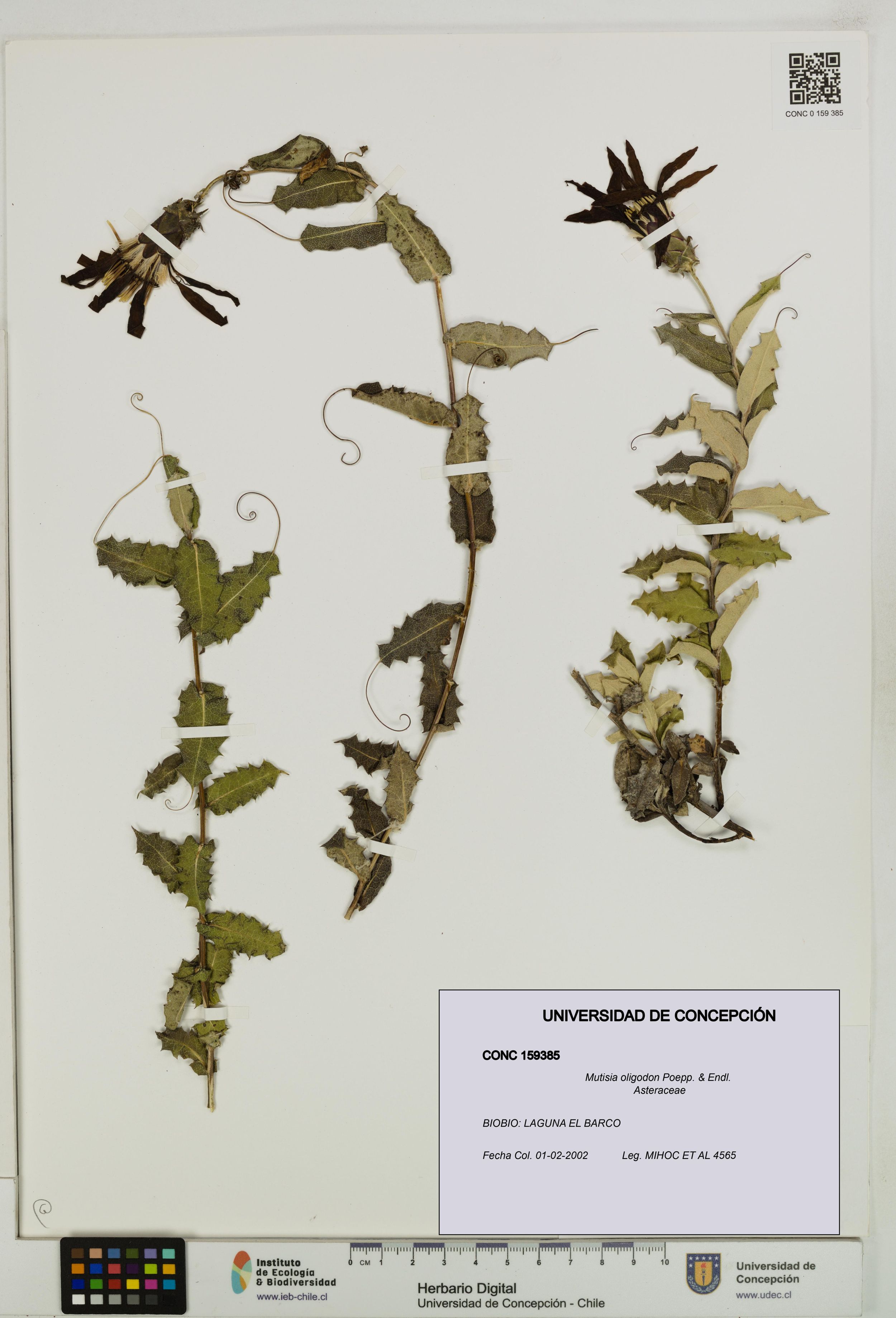 Mutisia oligodon [Espécimen: ]