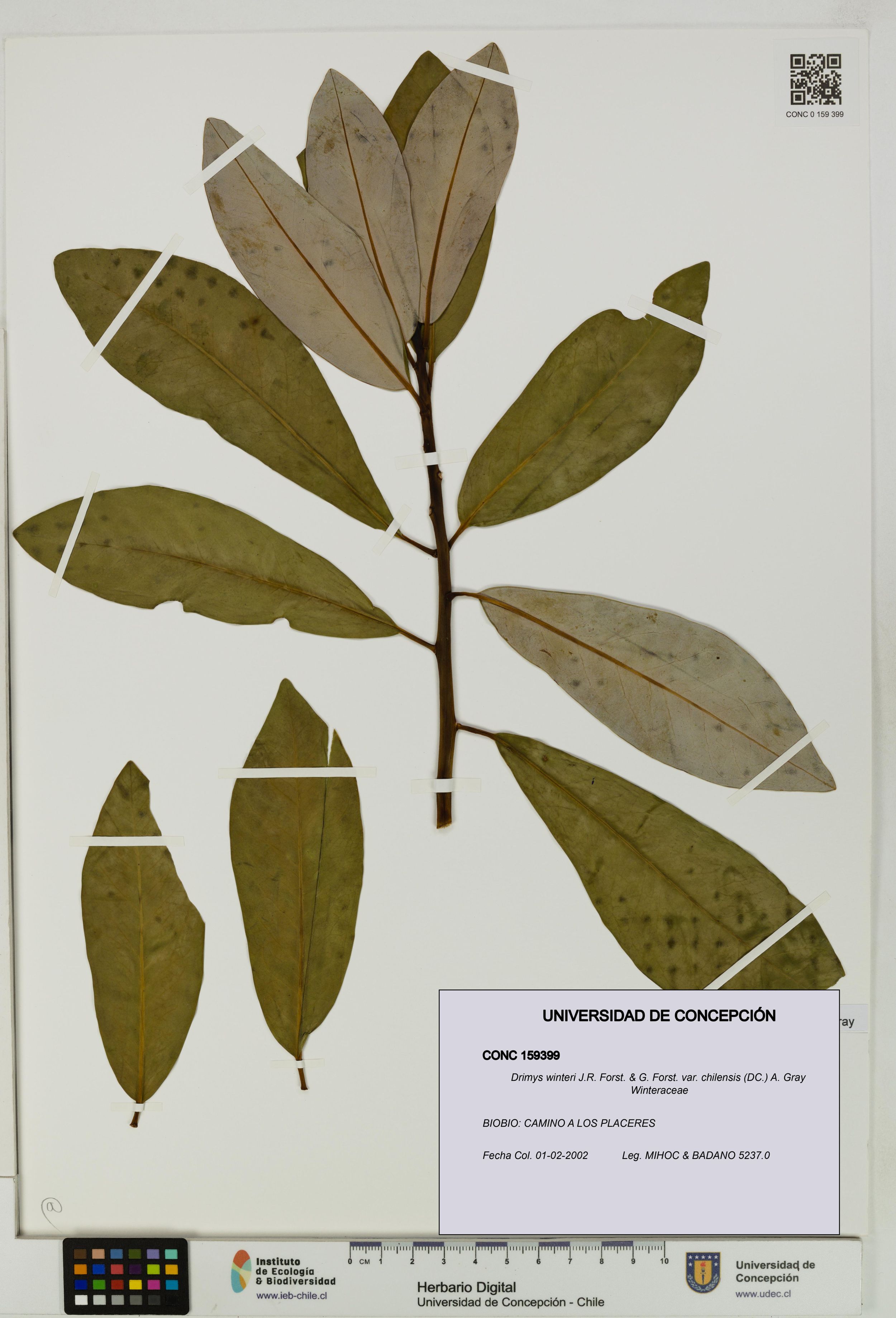 Drimys winteri var. chilensis [Espécimen: ]