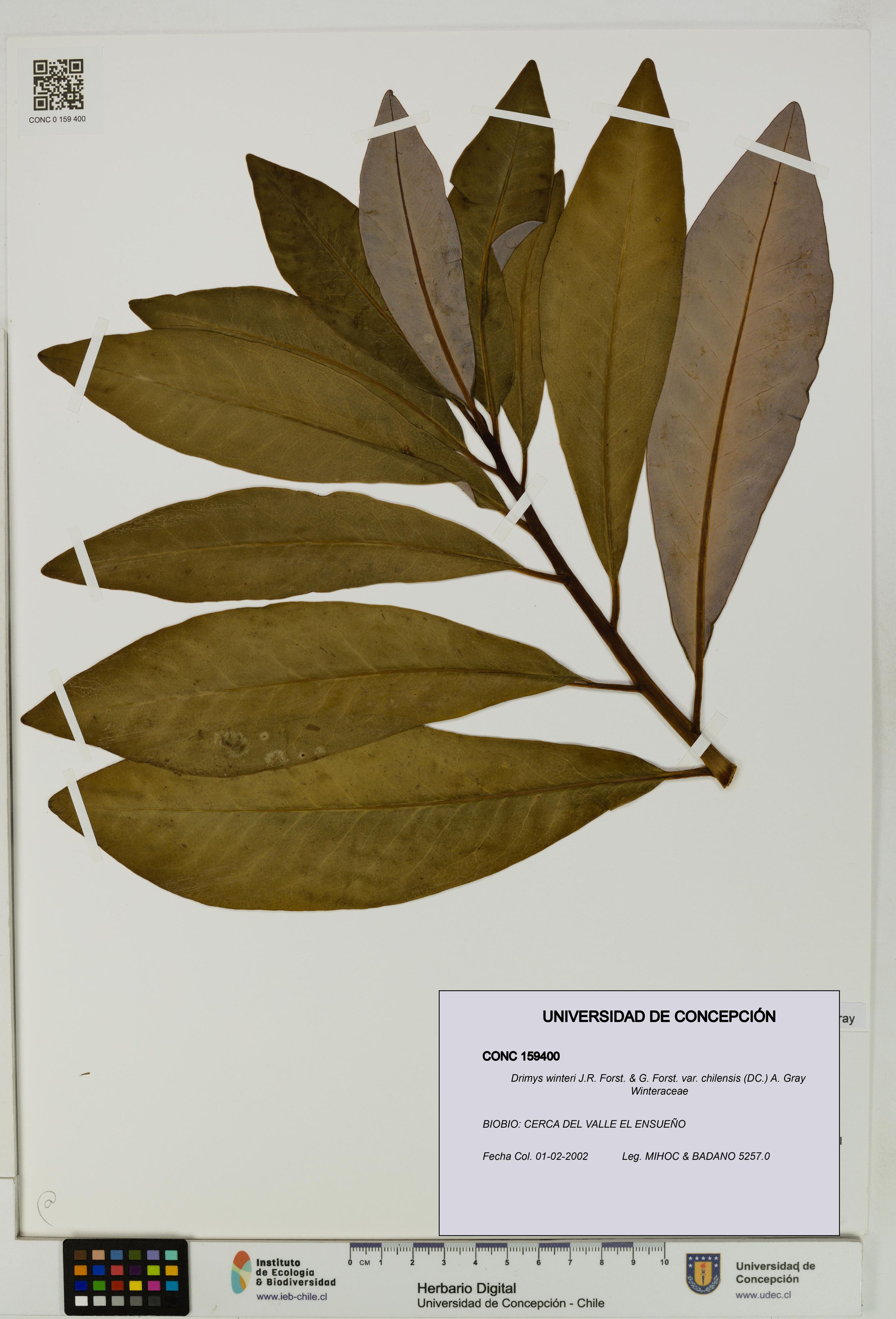 Drimys winteri var. chilensis [Espécimen: ]