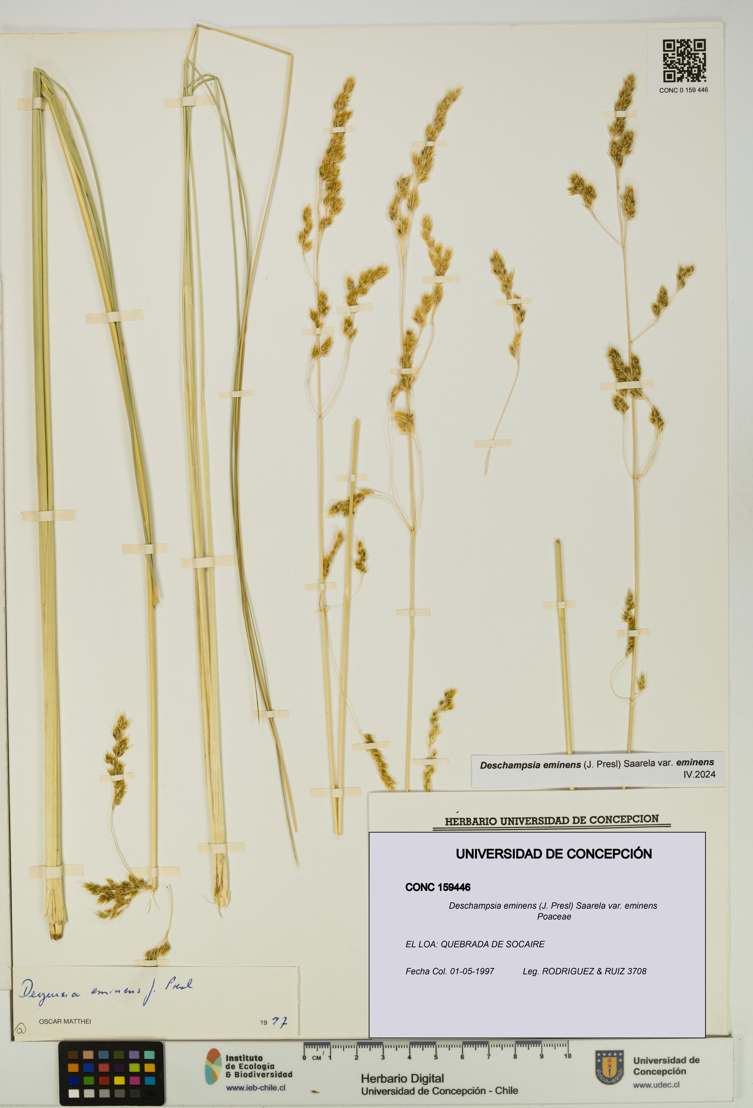 Deschampsia eminens [Espécimen: ]