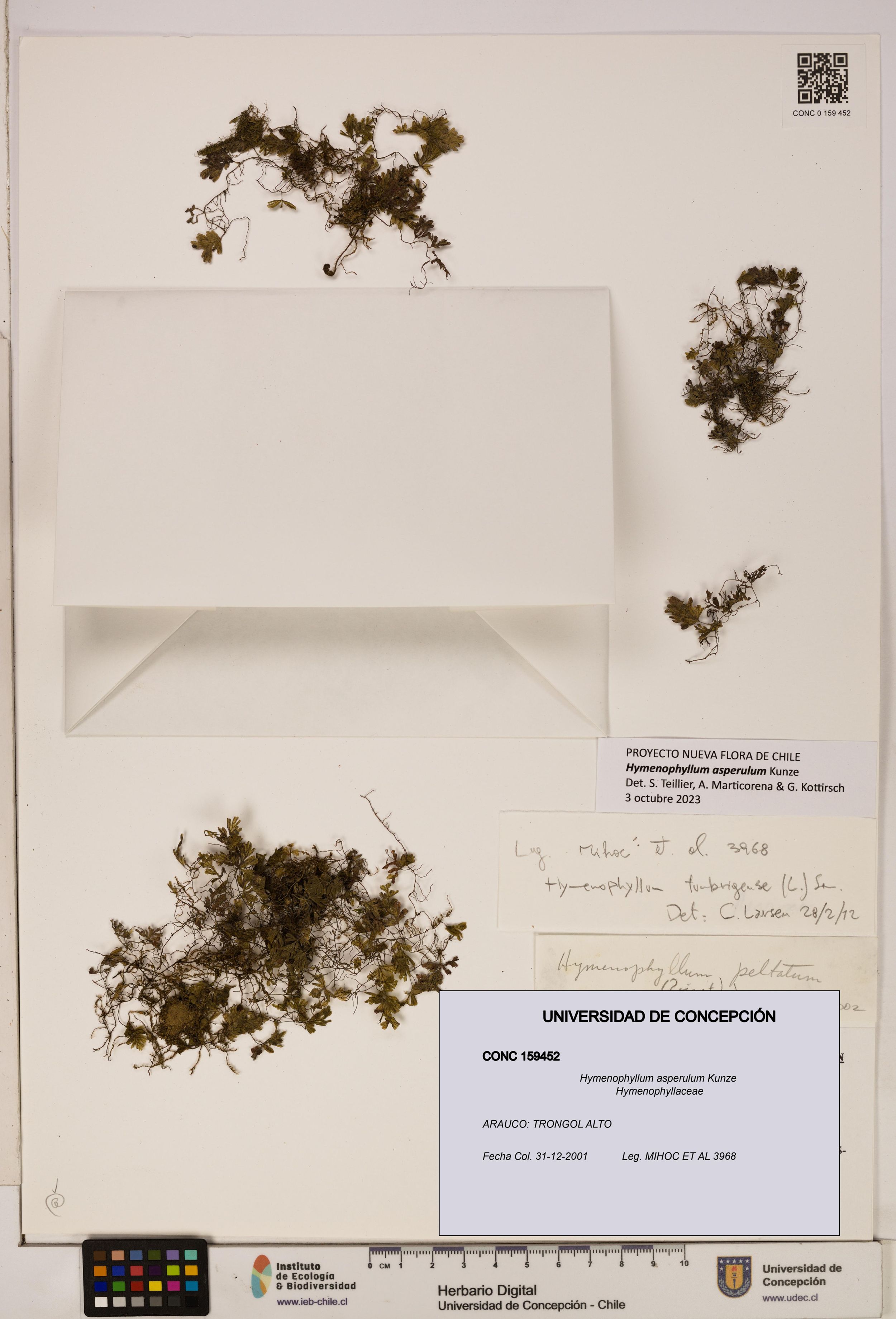 Hymenophyllum asperulum [Espécimen: ]
