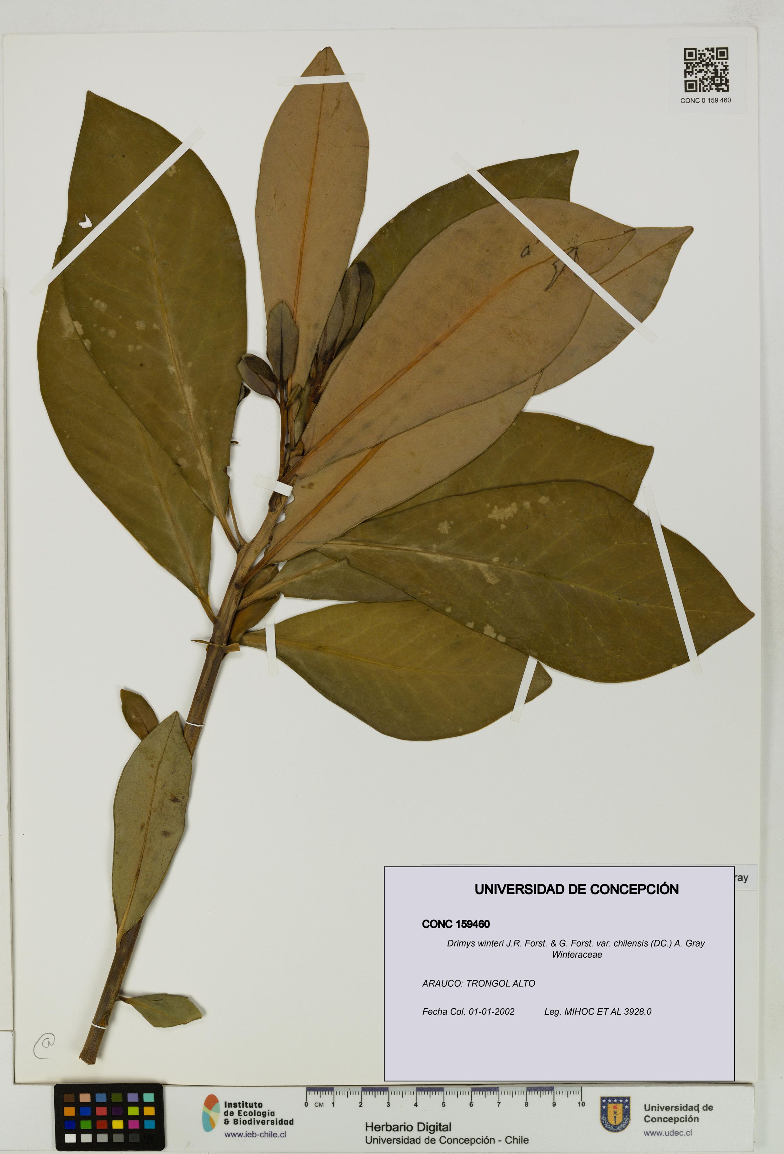 Drimys winteri var. chilensis [Espécimen: ]