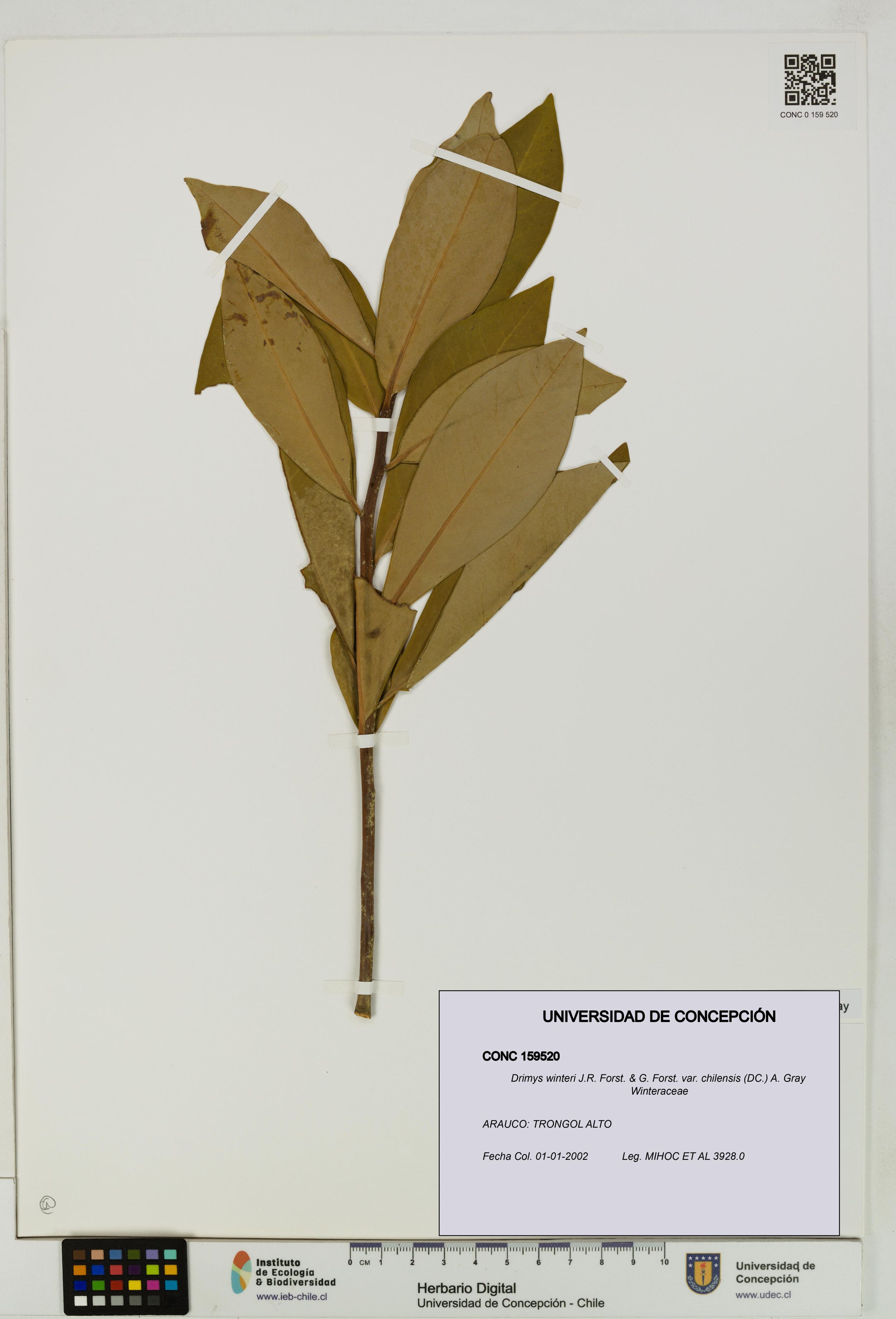 Drimys winteri var. chilensis [Espécimen: ]
