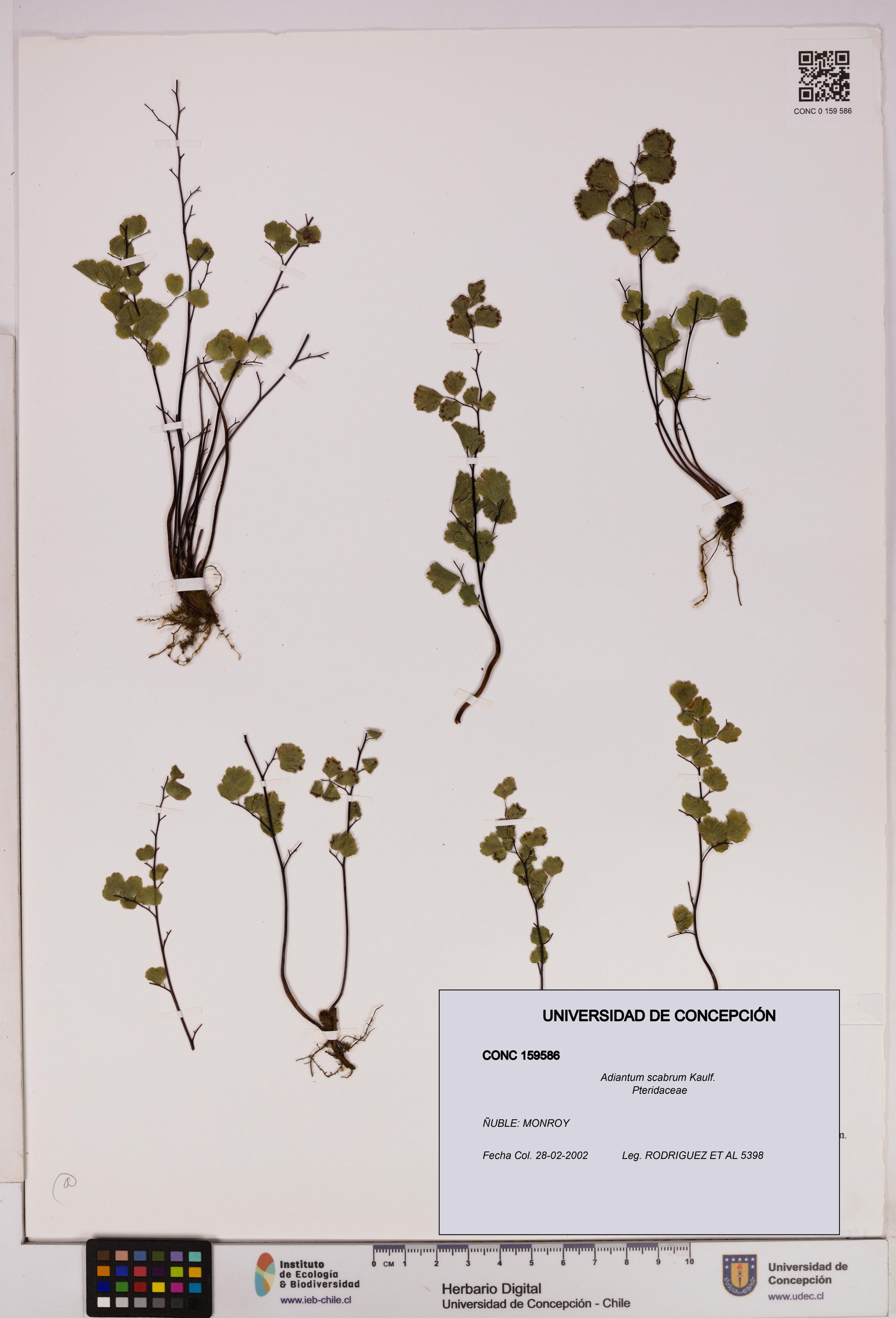 Adiantum scabrum [Espécimen: ]