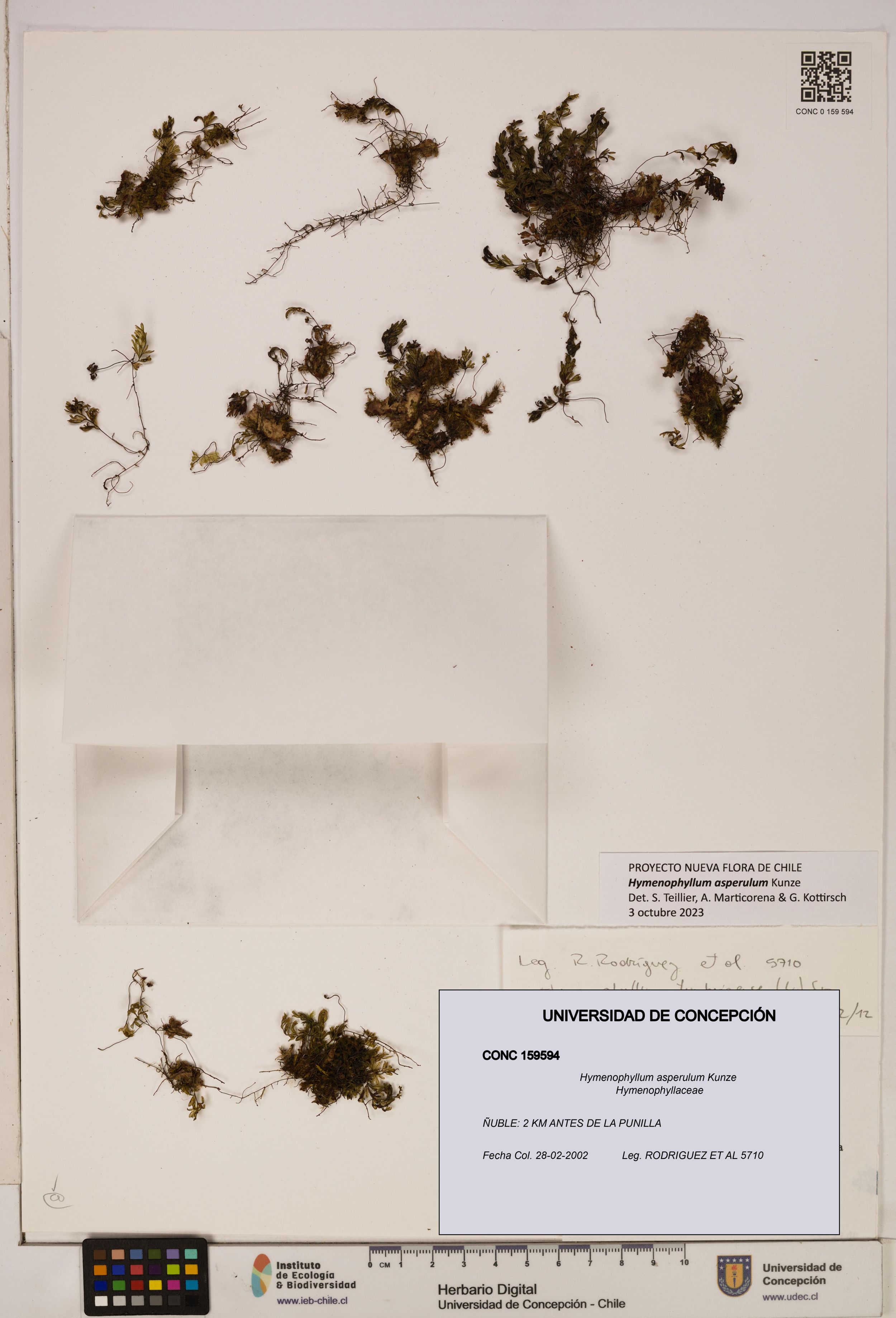 Hymenophyllum asperulum [Espécimen: ]