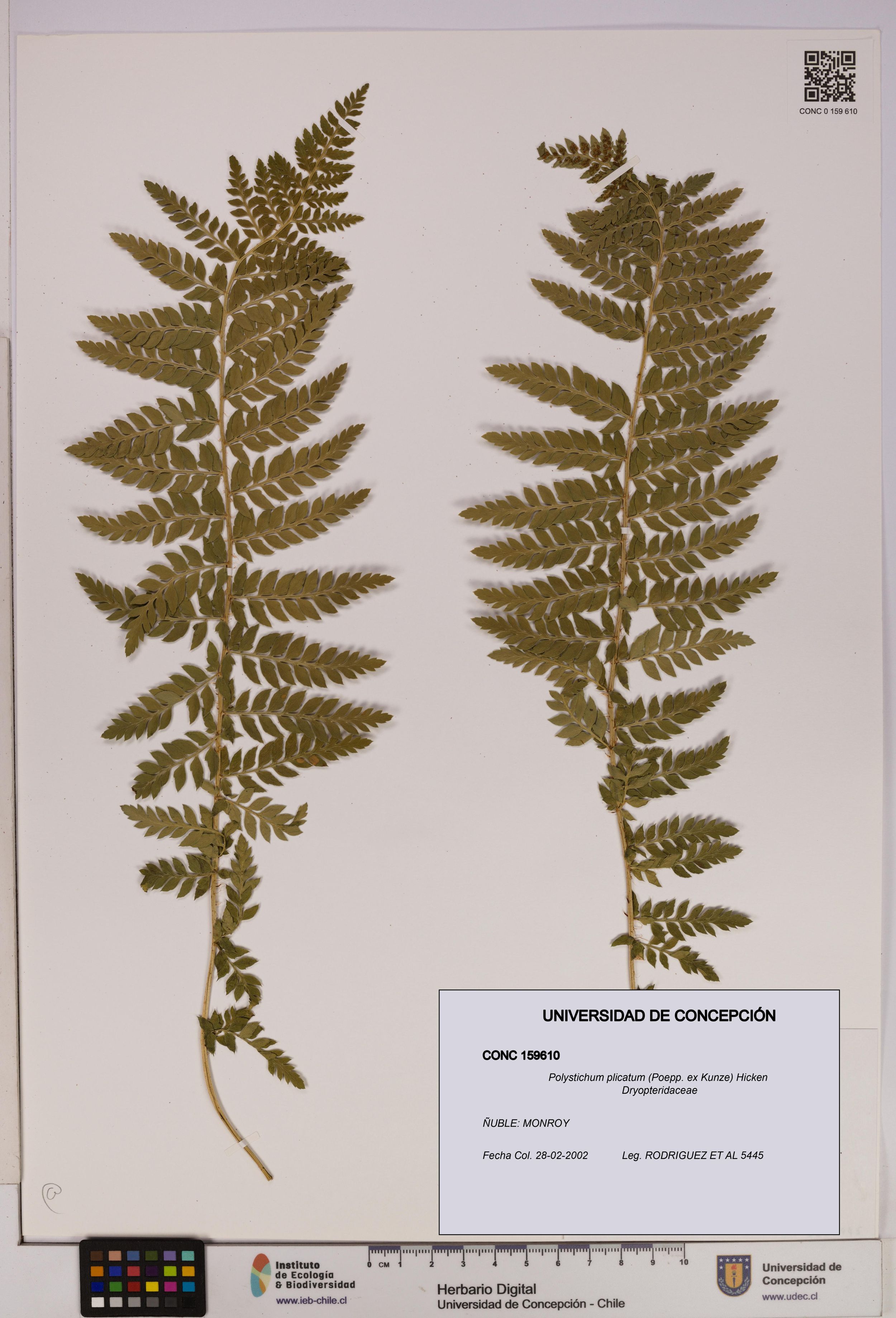 Polystichum plicatum [Espécimen: ]