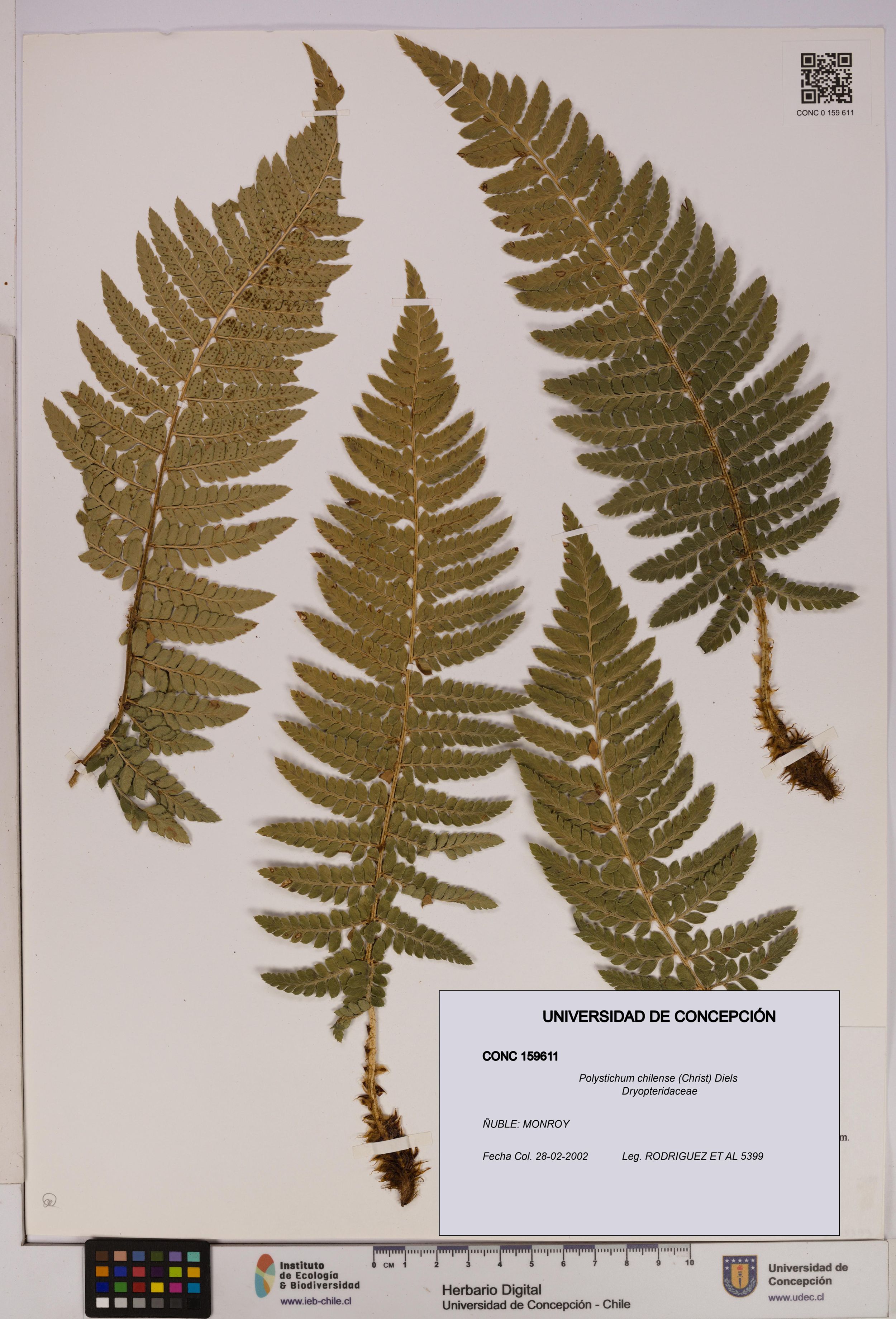 Polystichum chilense [Espécimen: ]