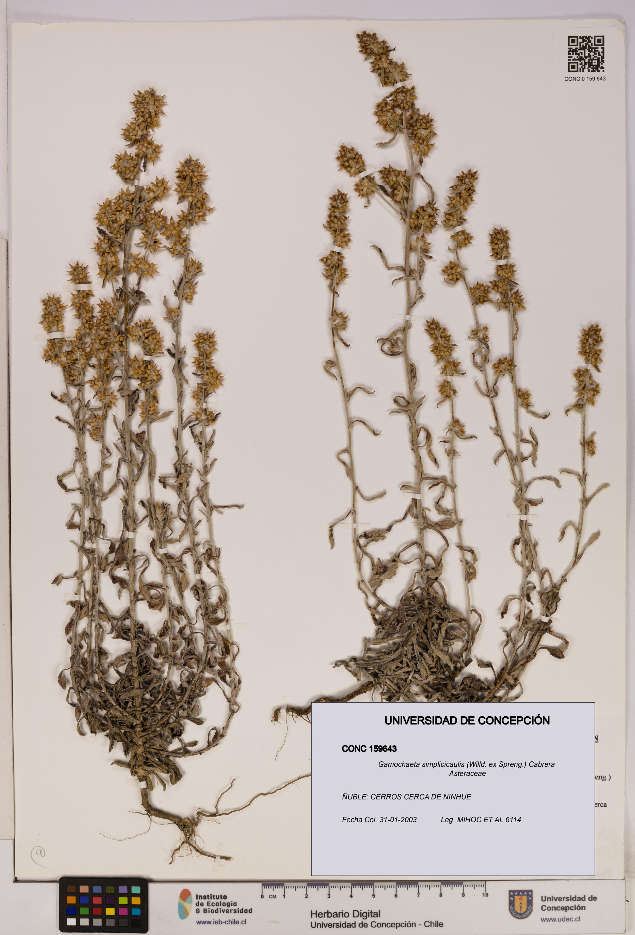 Gamochaeta simplicicaulis [Espécimen: ]