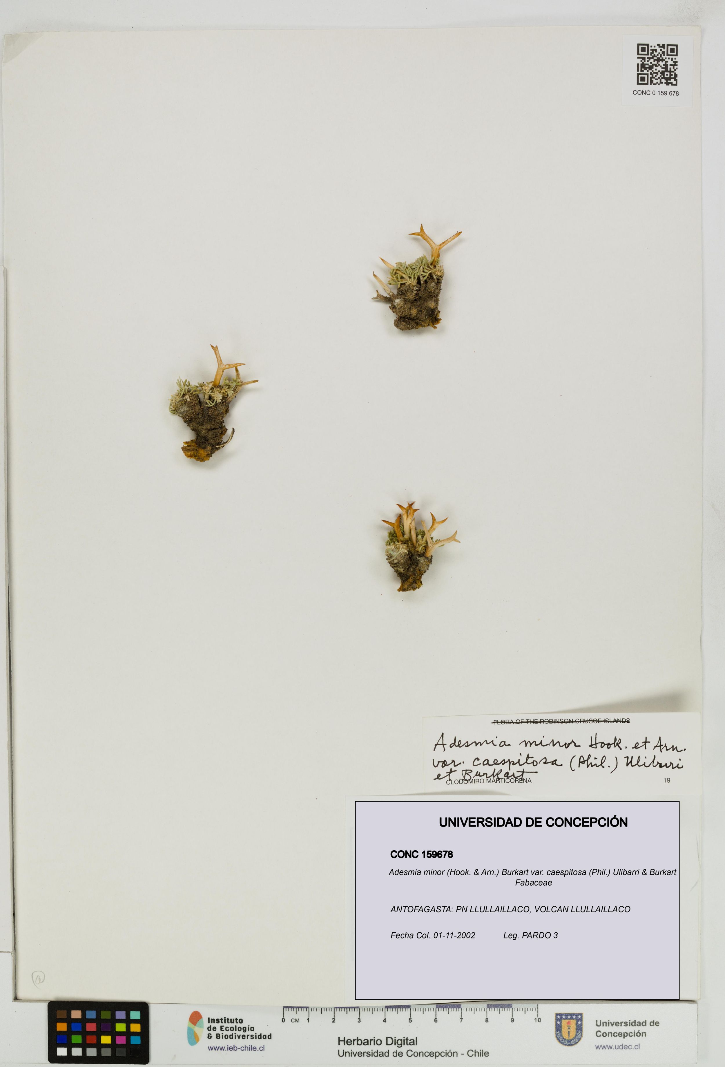 Adesmia minor var. caespitosa [Espécimen: ]