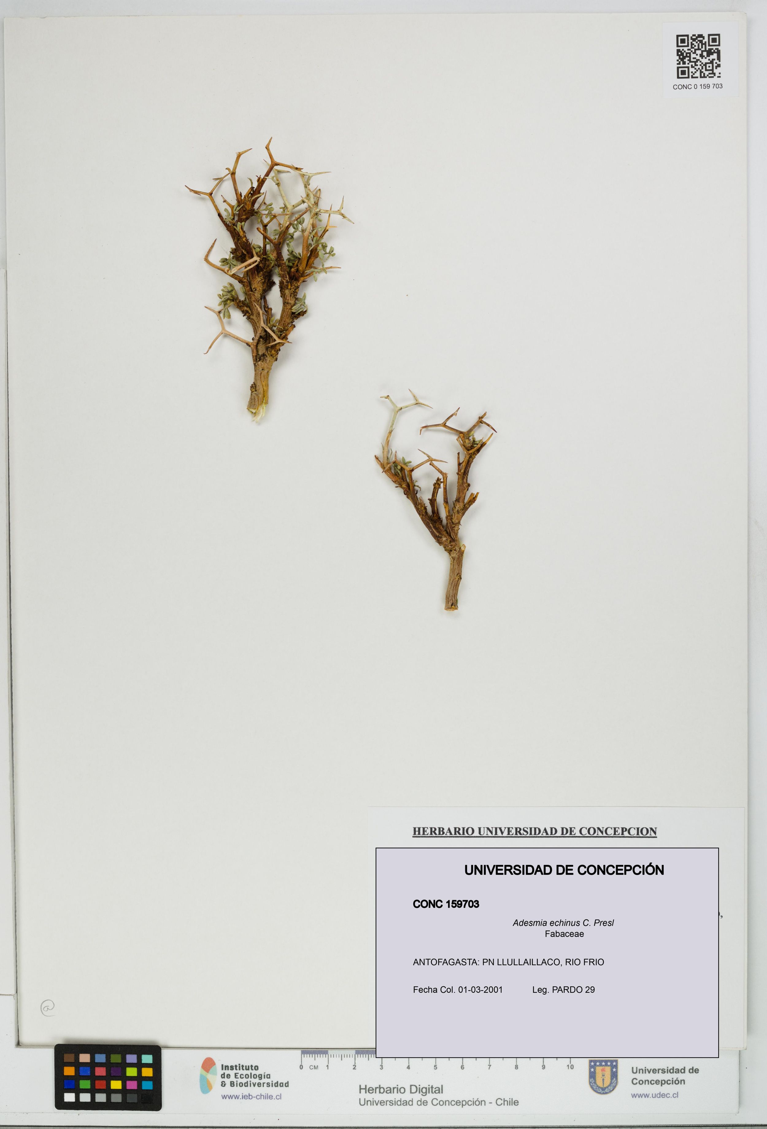 Adesmia echinus [Espécimen: ]