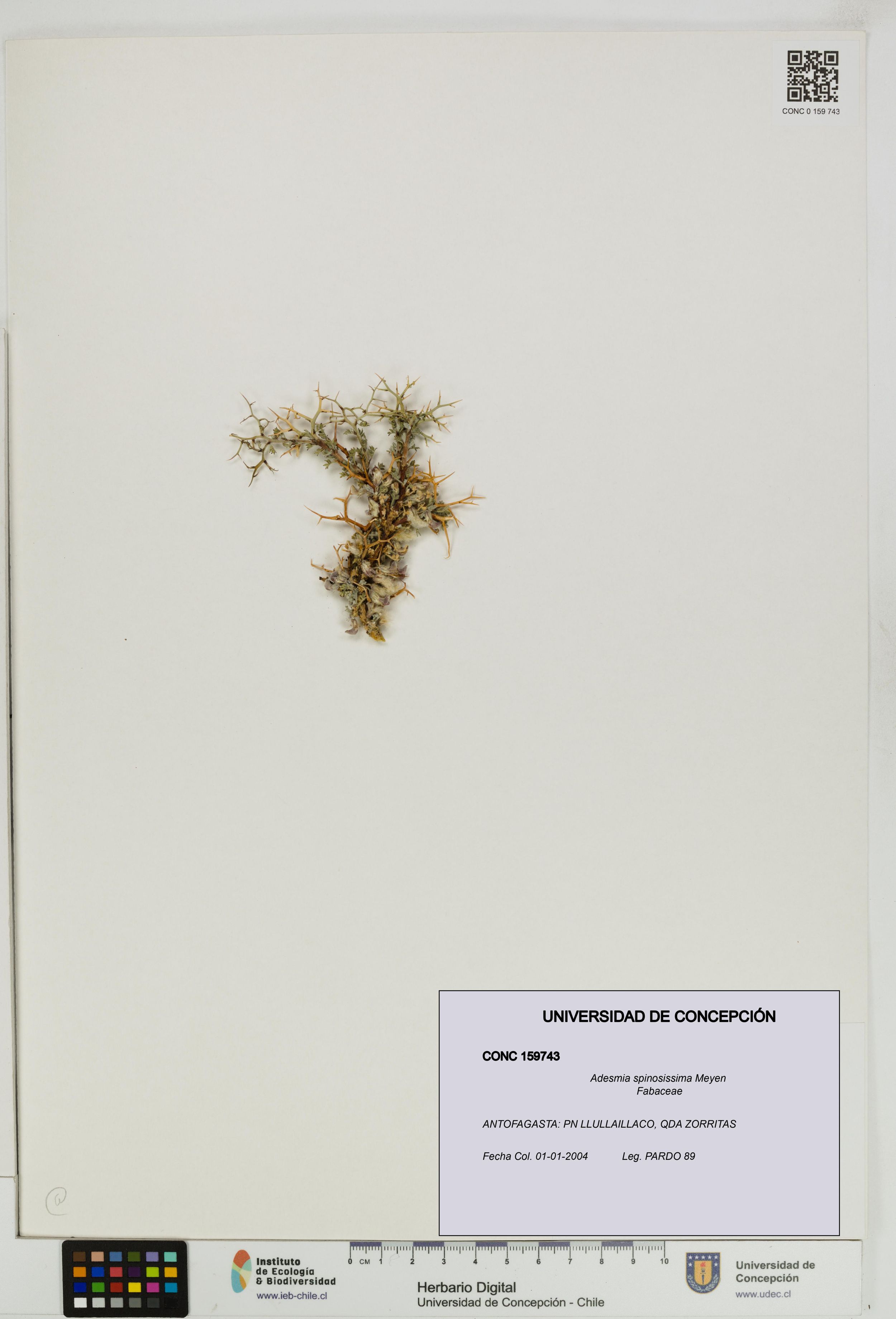 Adesmia spinosissima [Espécimen: ]