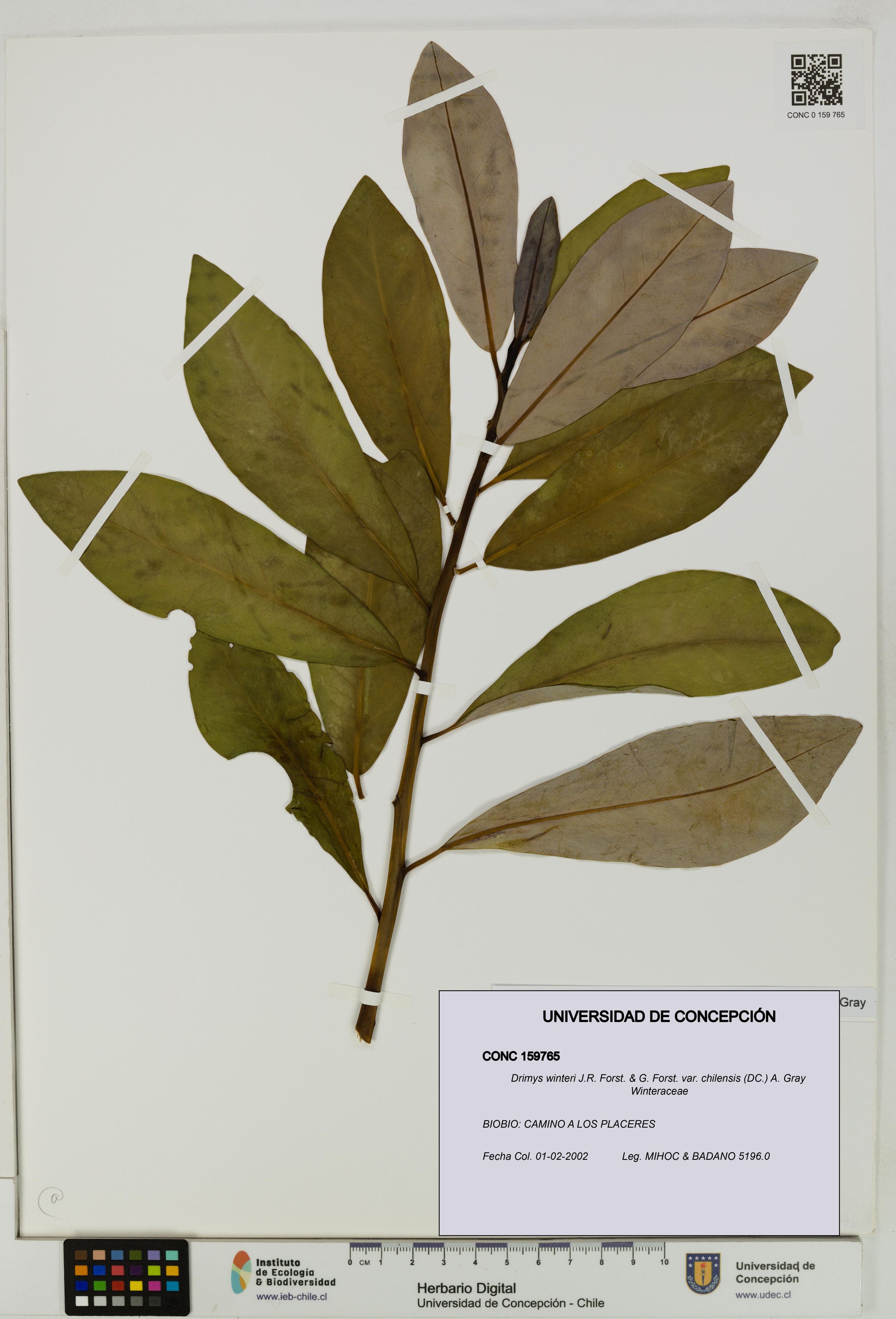 Drimys winteri var. chilensis [Espécimen: ]
