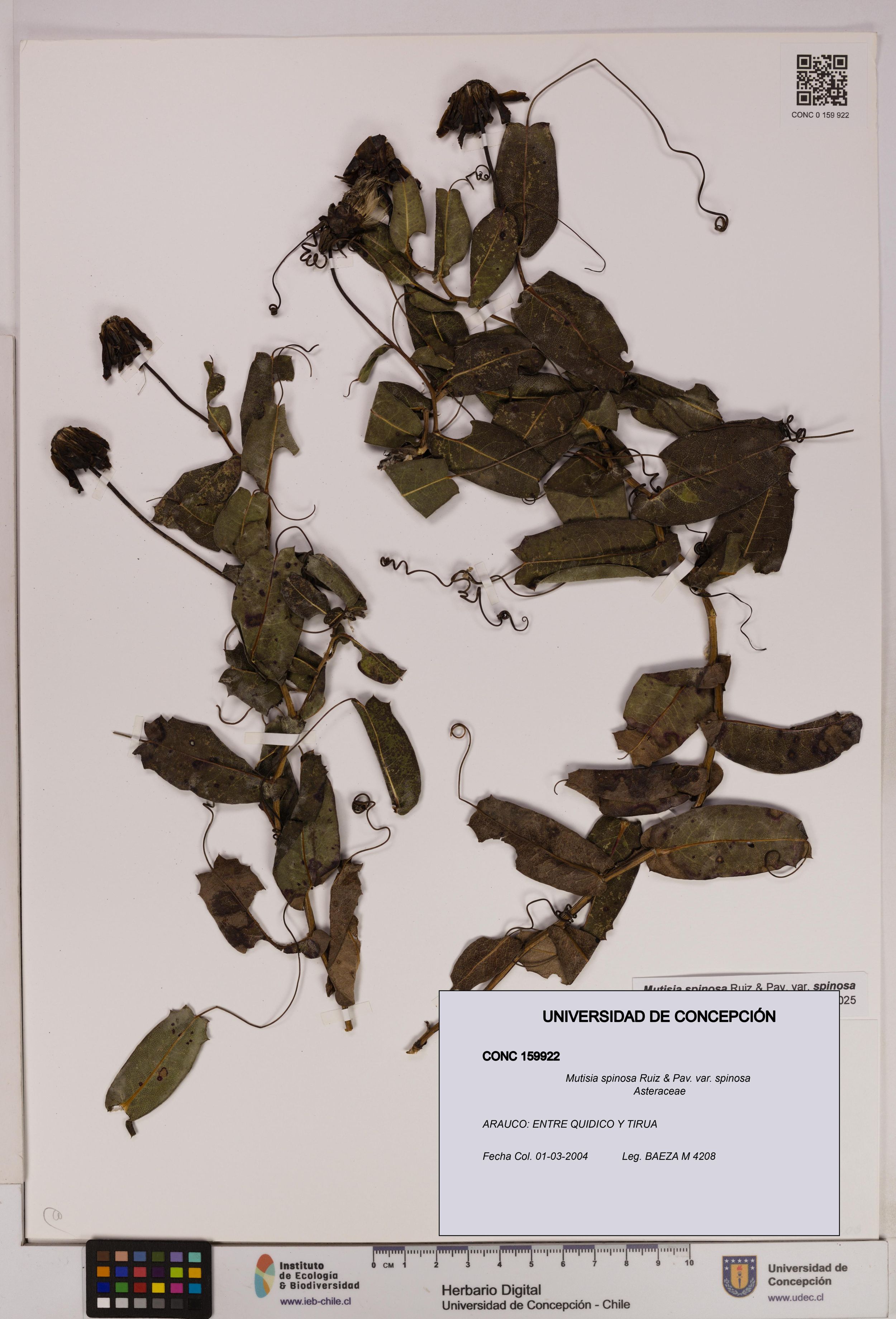 Mutisia spinosa var. spinosa [Espécimen: ]