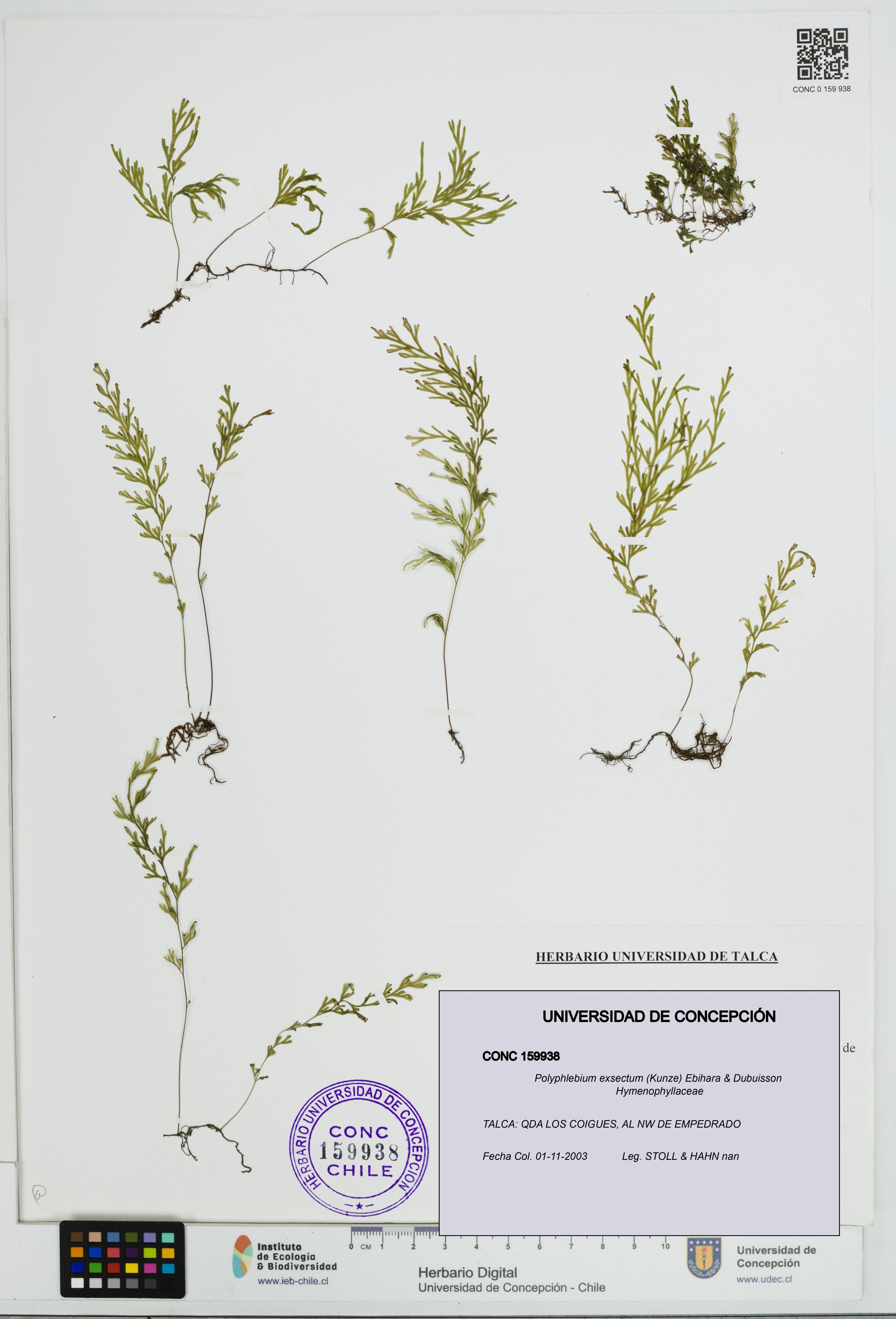 Polyphlebium exsectum [Espécimen: ]