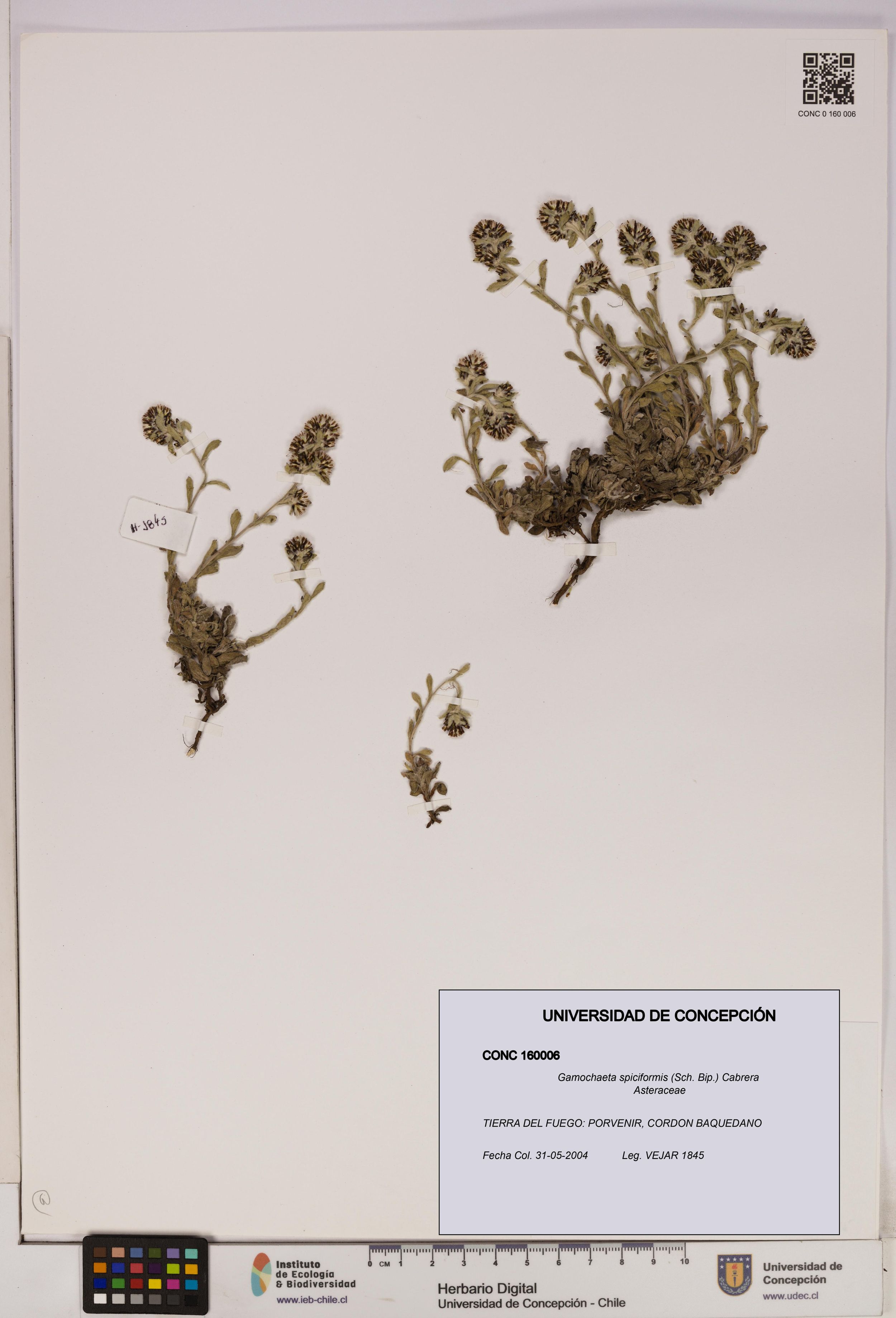 Gamochaeta spiciformis [Espécimen: ]