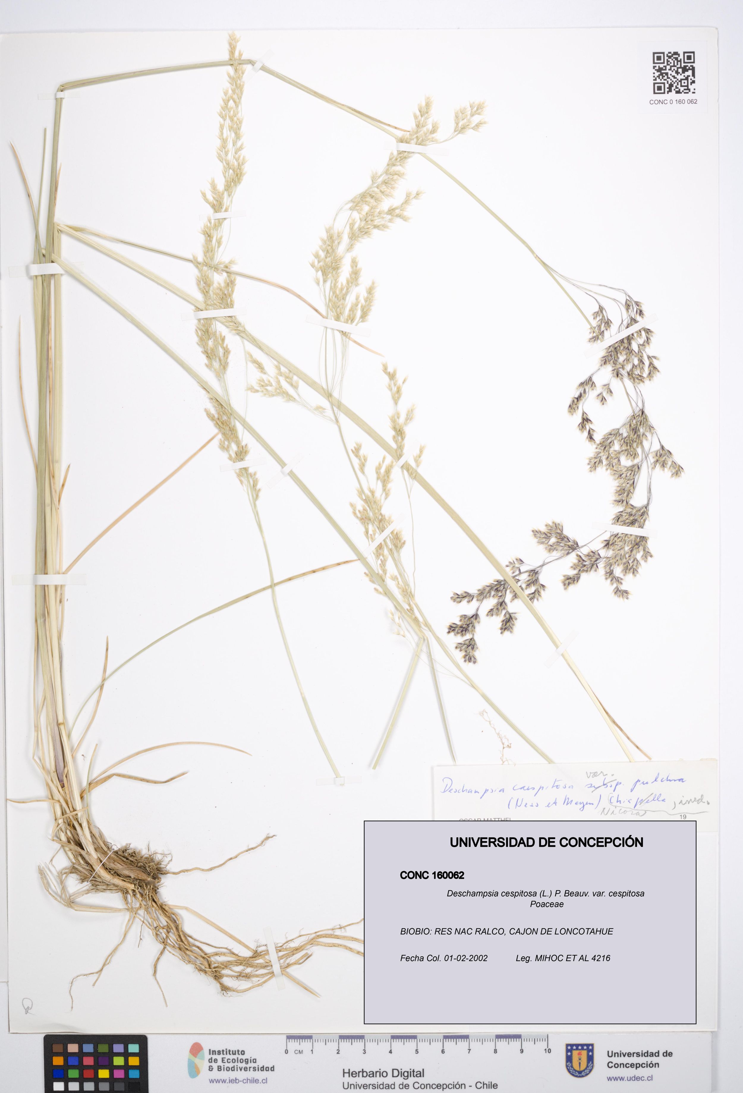 Deschampsia cespitosa var. cespitosa [Espécimen: ]