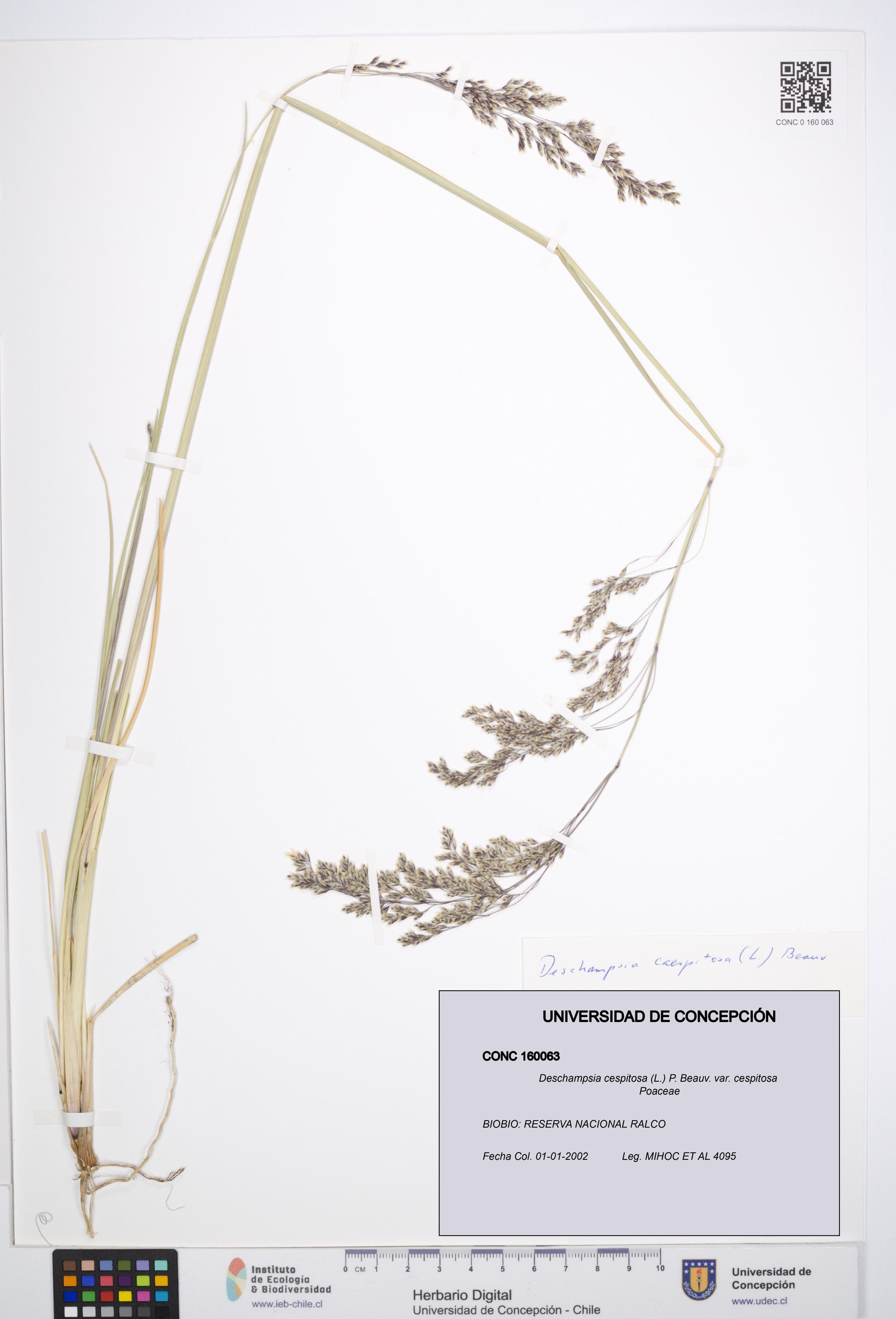 Deschampsia cespitosa var. cespitosa [Espécimen: ]