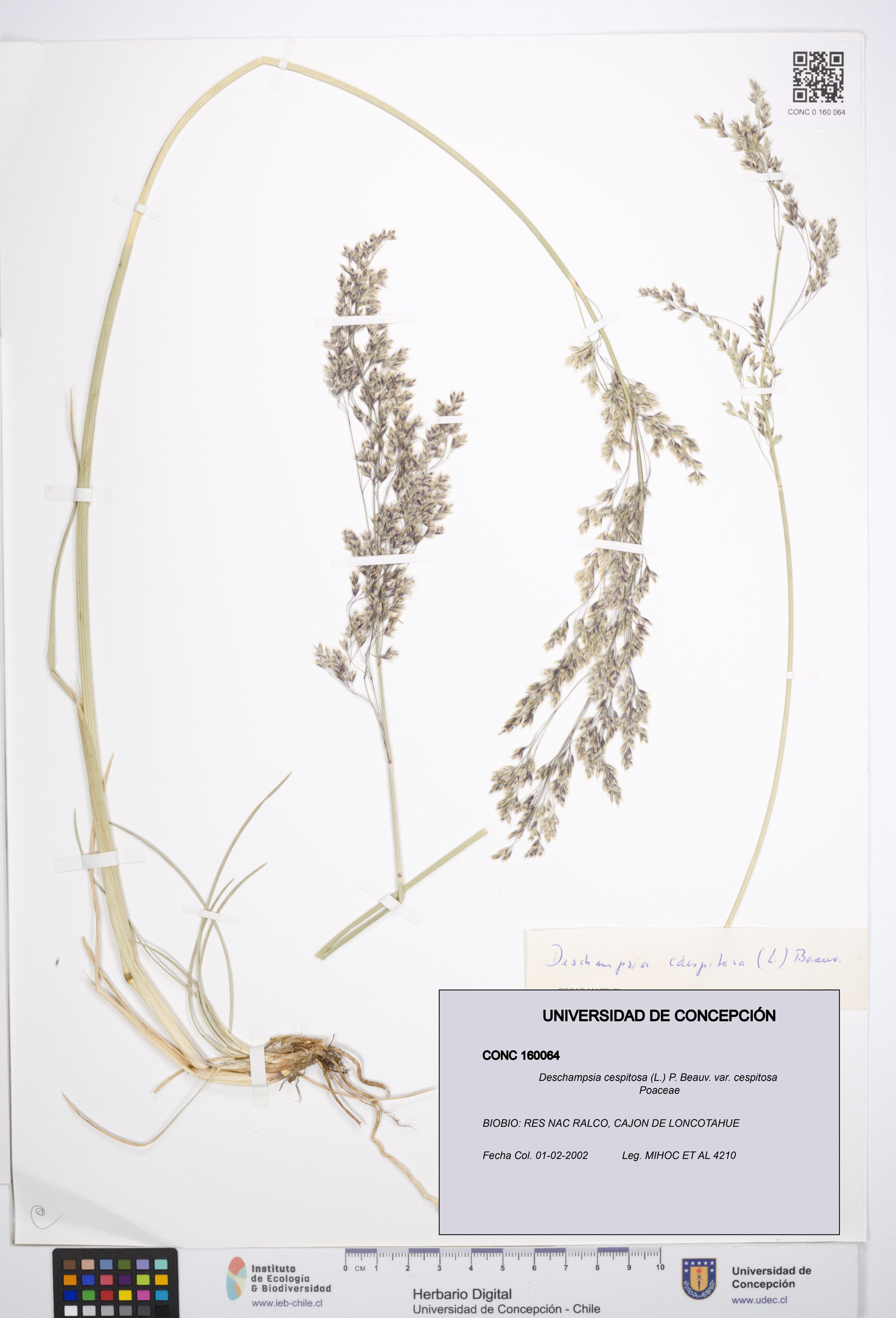 Deschampsia cespitosa var. cespitosa [Espécimen: ]