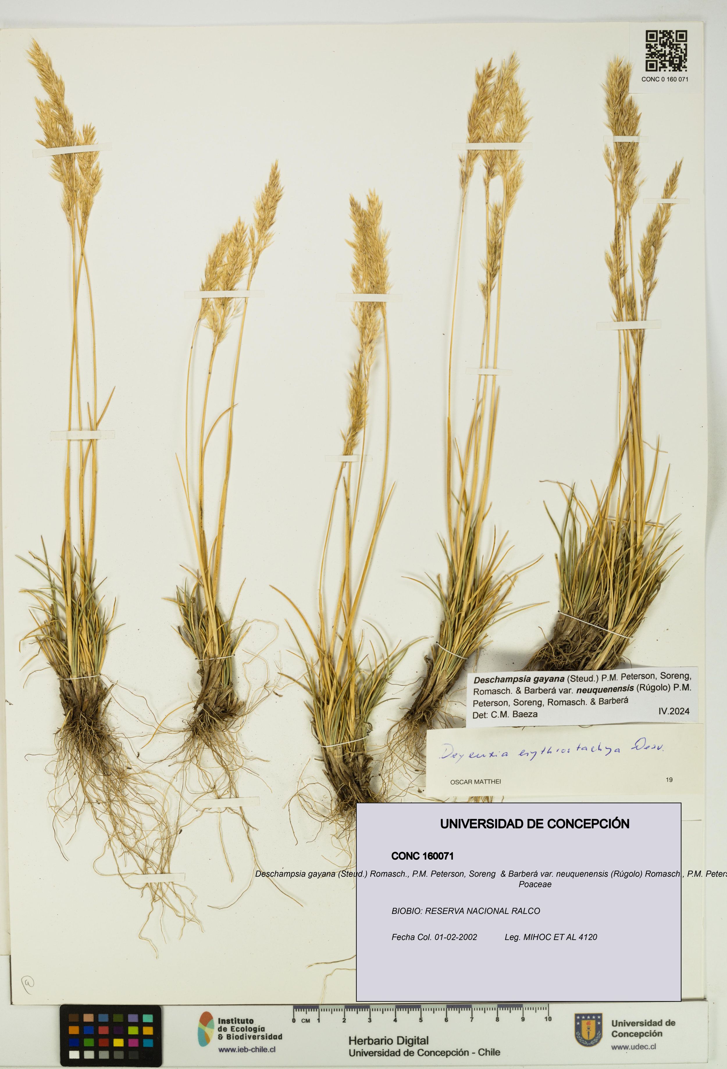 Deschampsia gayana var. neuquenensis [Espécimen: ]