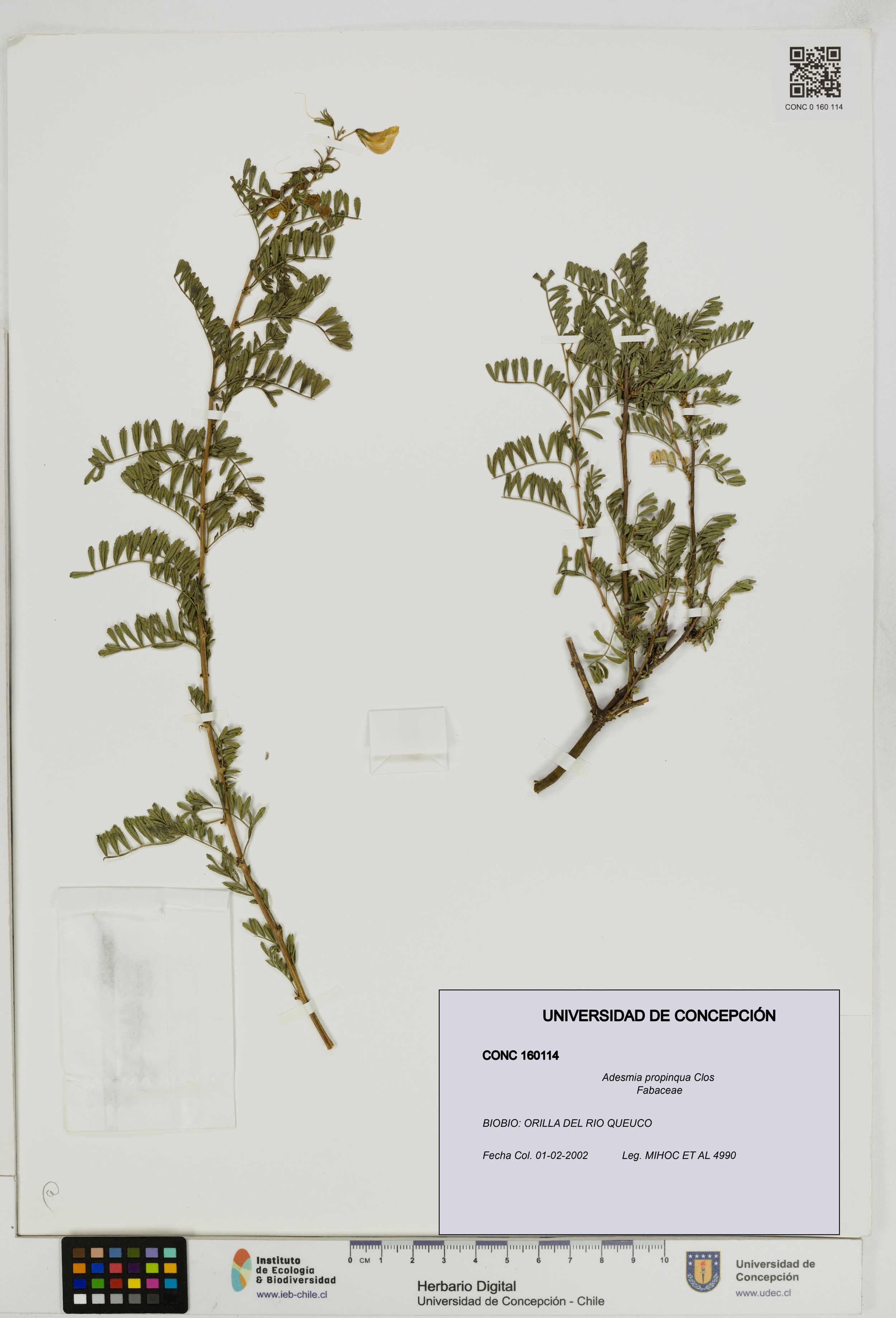 Adesmia propinqua [Espécimen: ]
