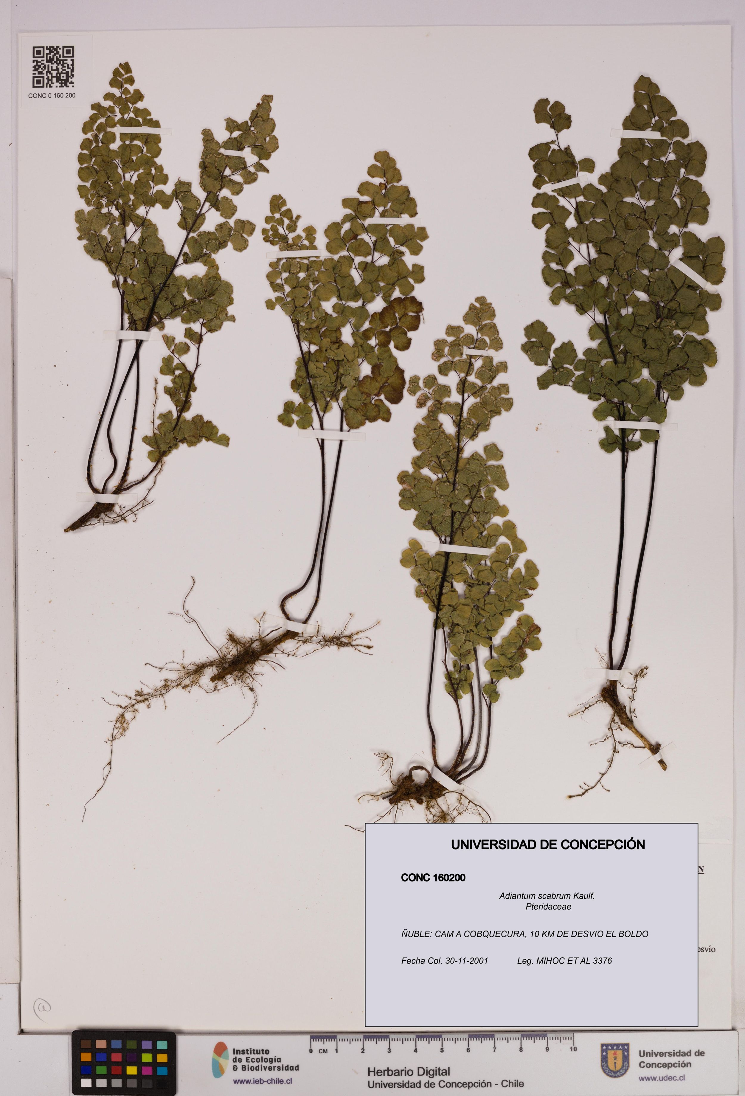 Adiantum scabrum [Espécimen: ]