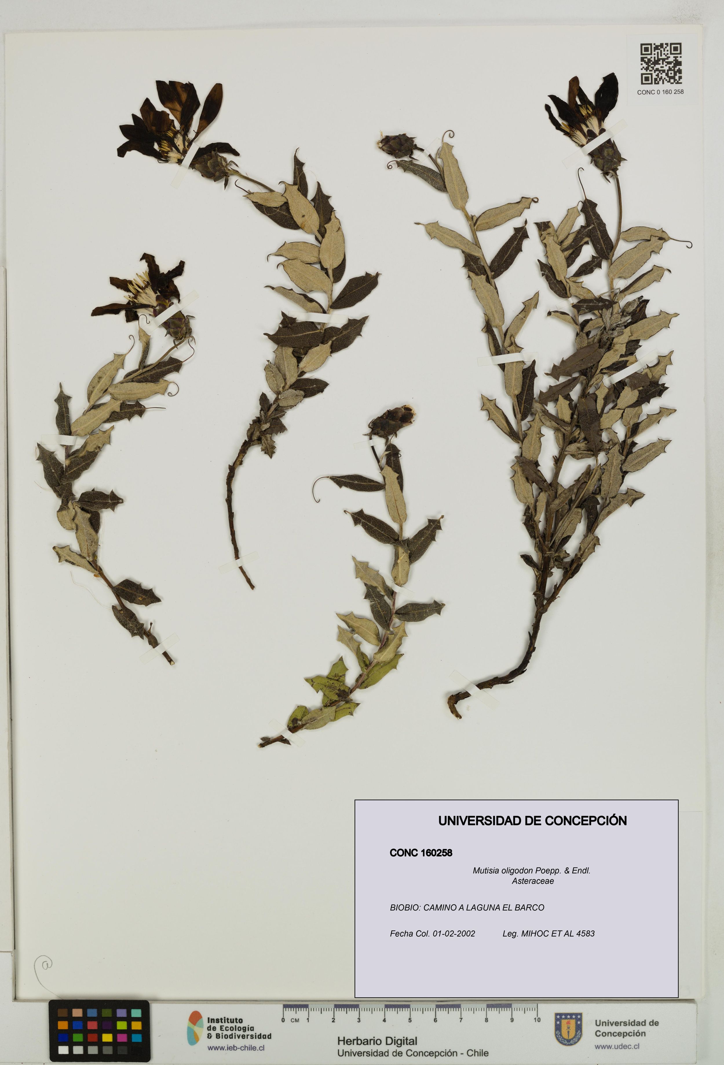 Mutisia oligodon [Espécimen: ]
