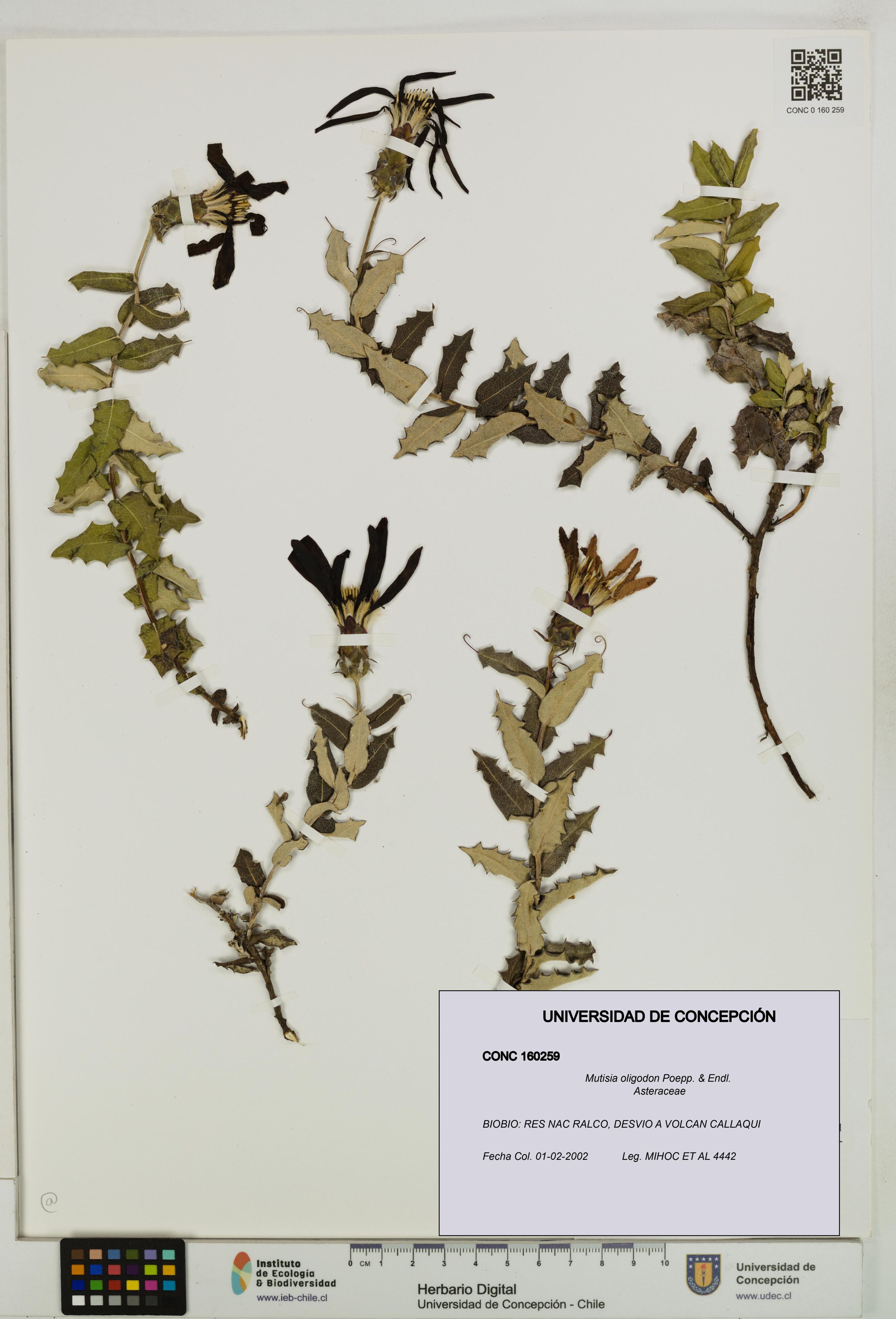 Mutisia oligodon [Espécimen: ]