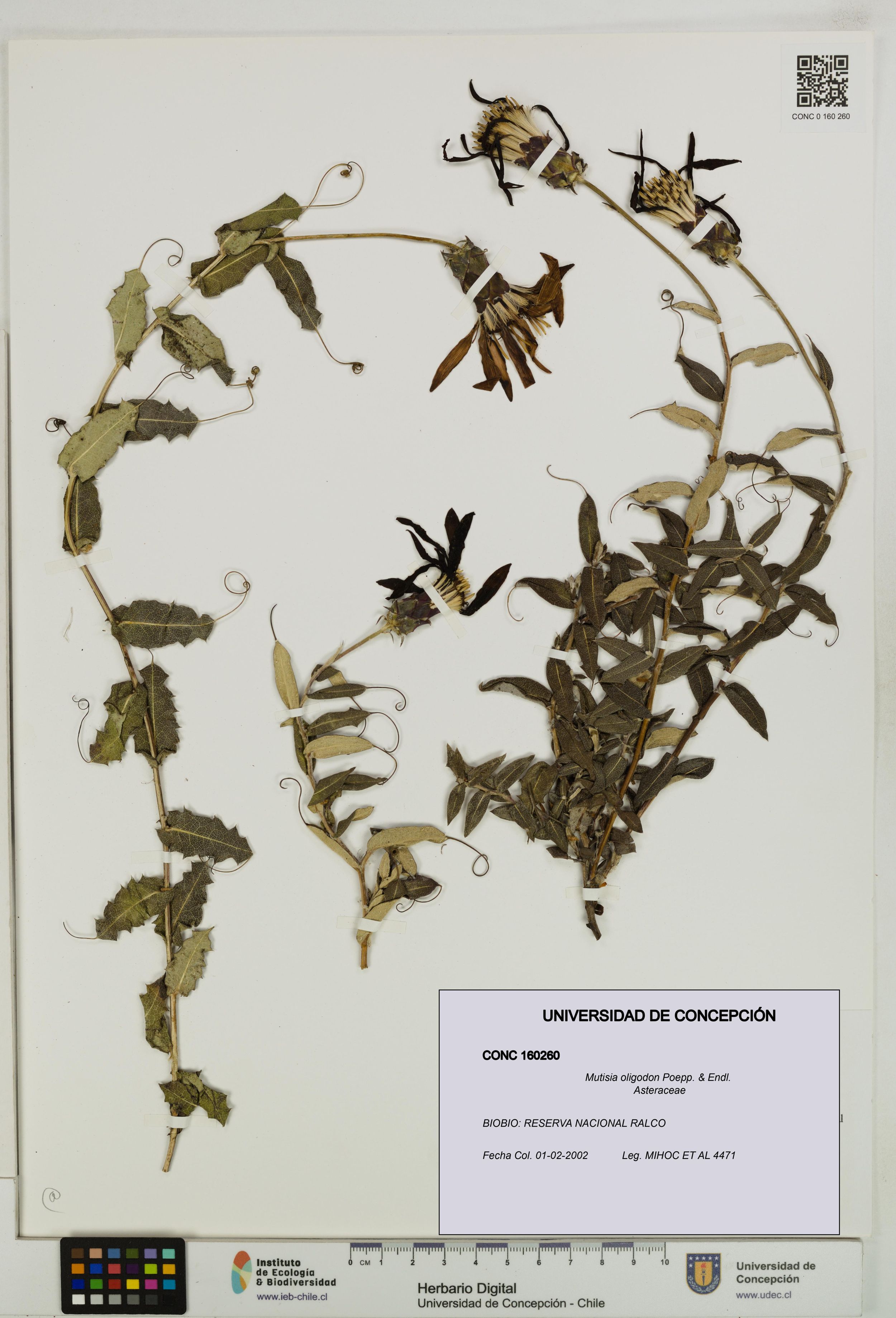 Mutisia oligodon [Espécimen: ]