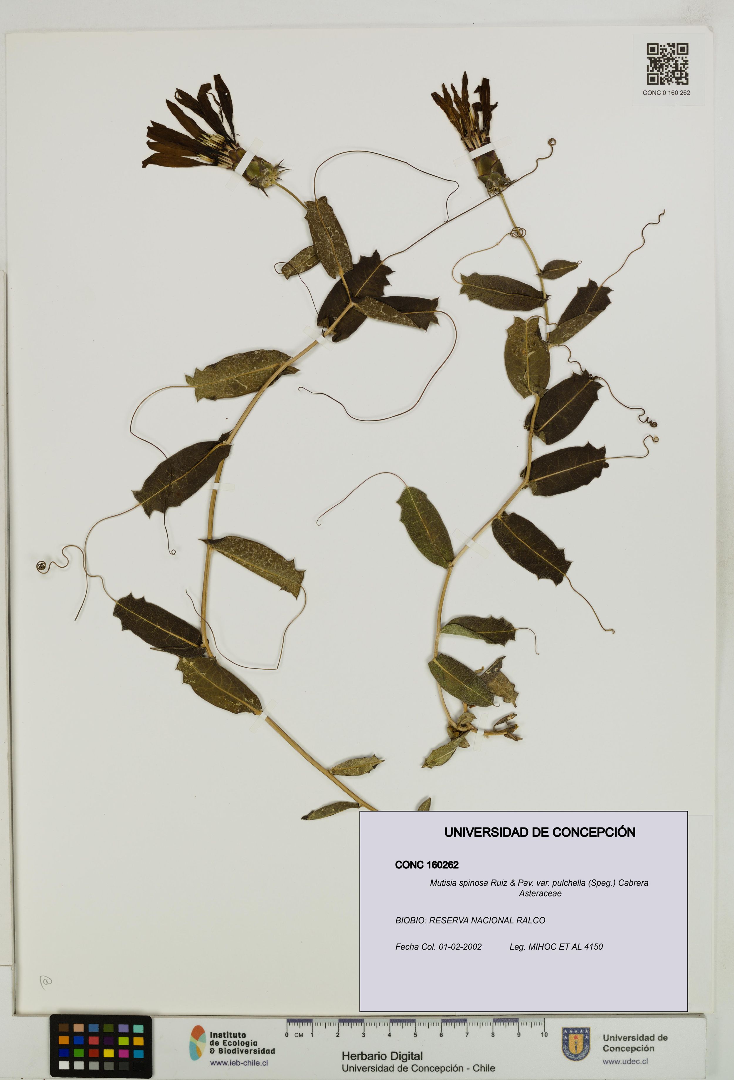 Mutisia spinosa var. pulchella [Espécimen: ]