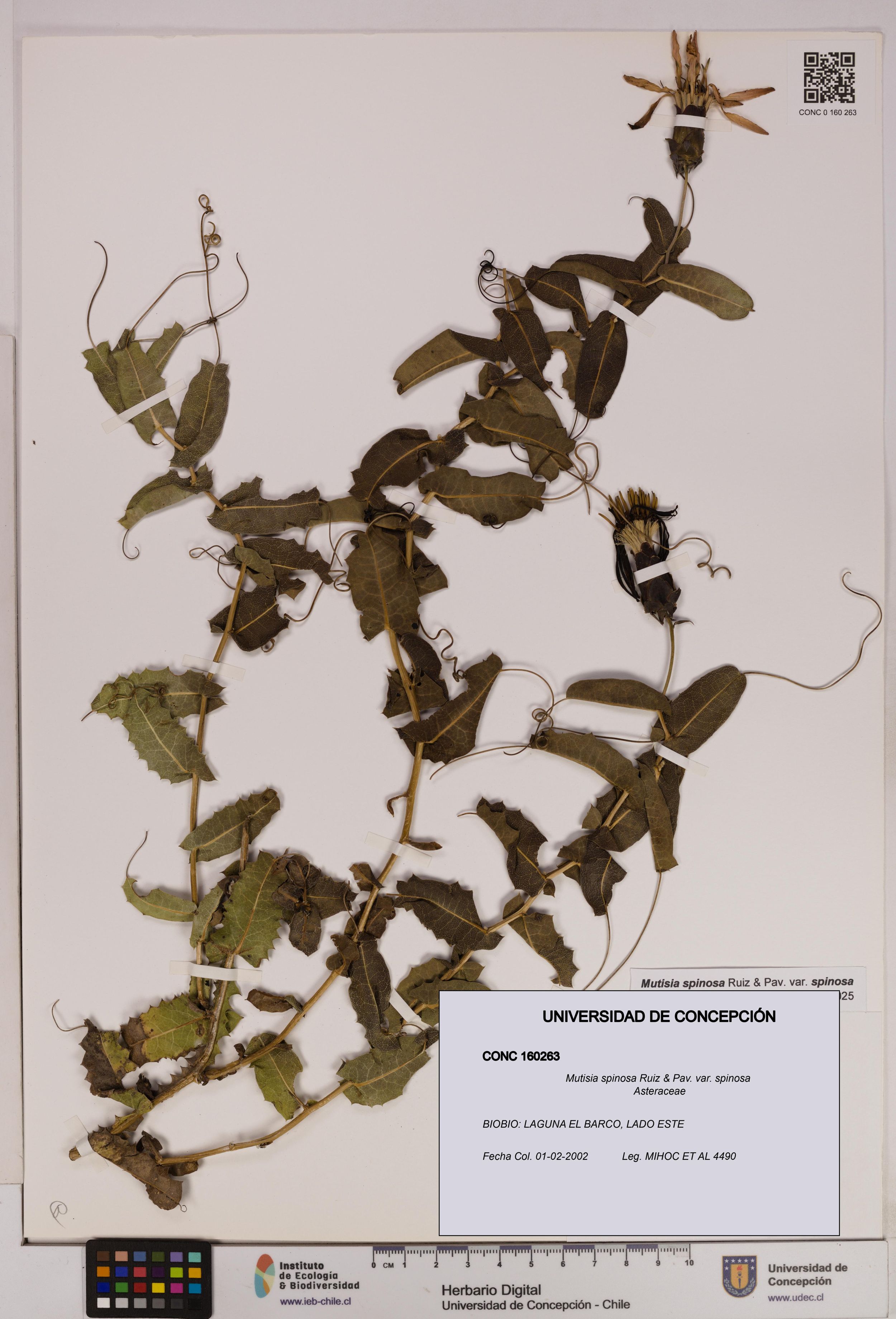 Mutisia spinosa var. spinosa [Espécimen: ]
