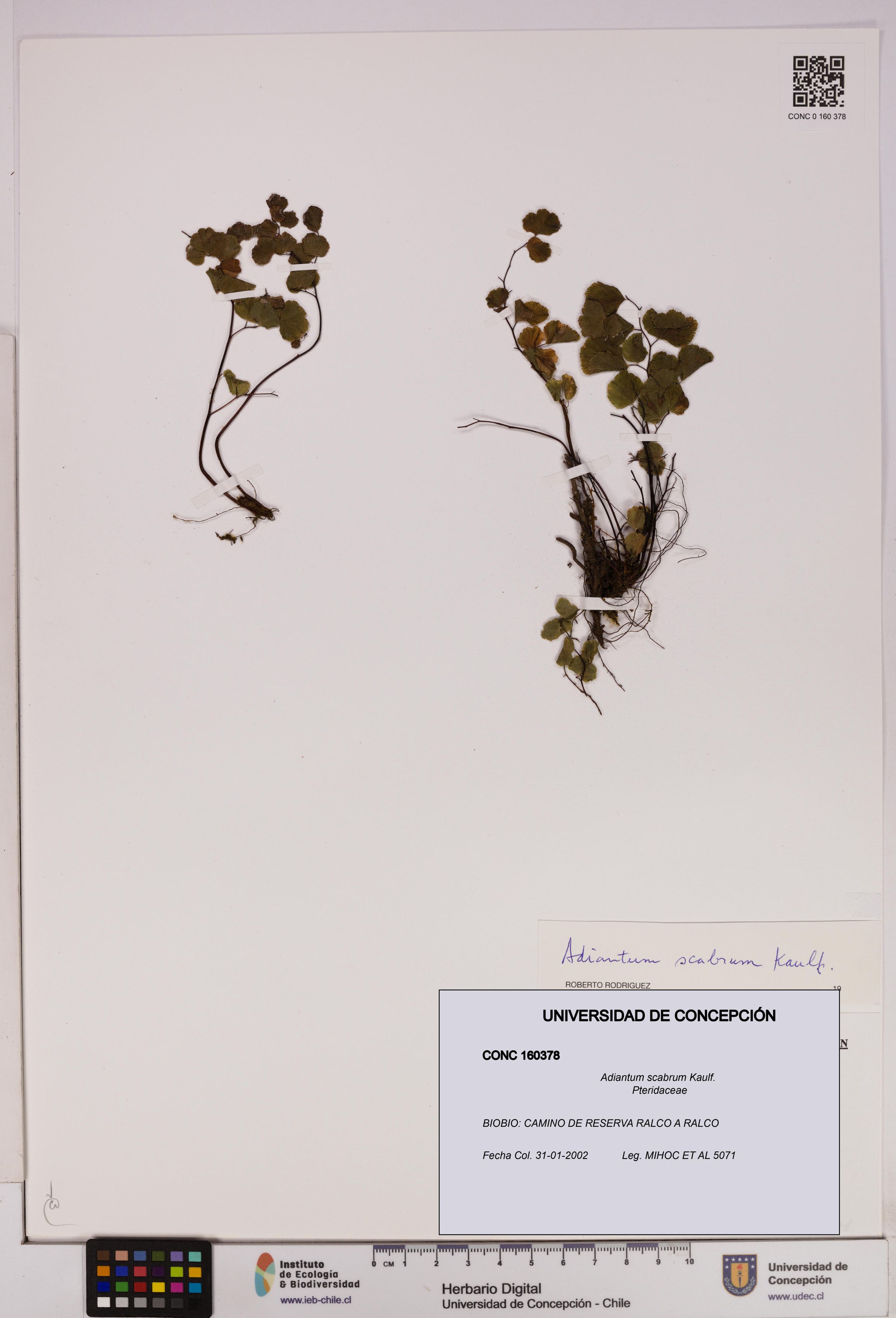Adiantum scabrum [Espécimen: ]