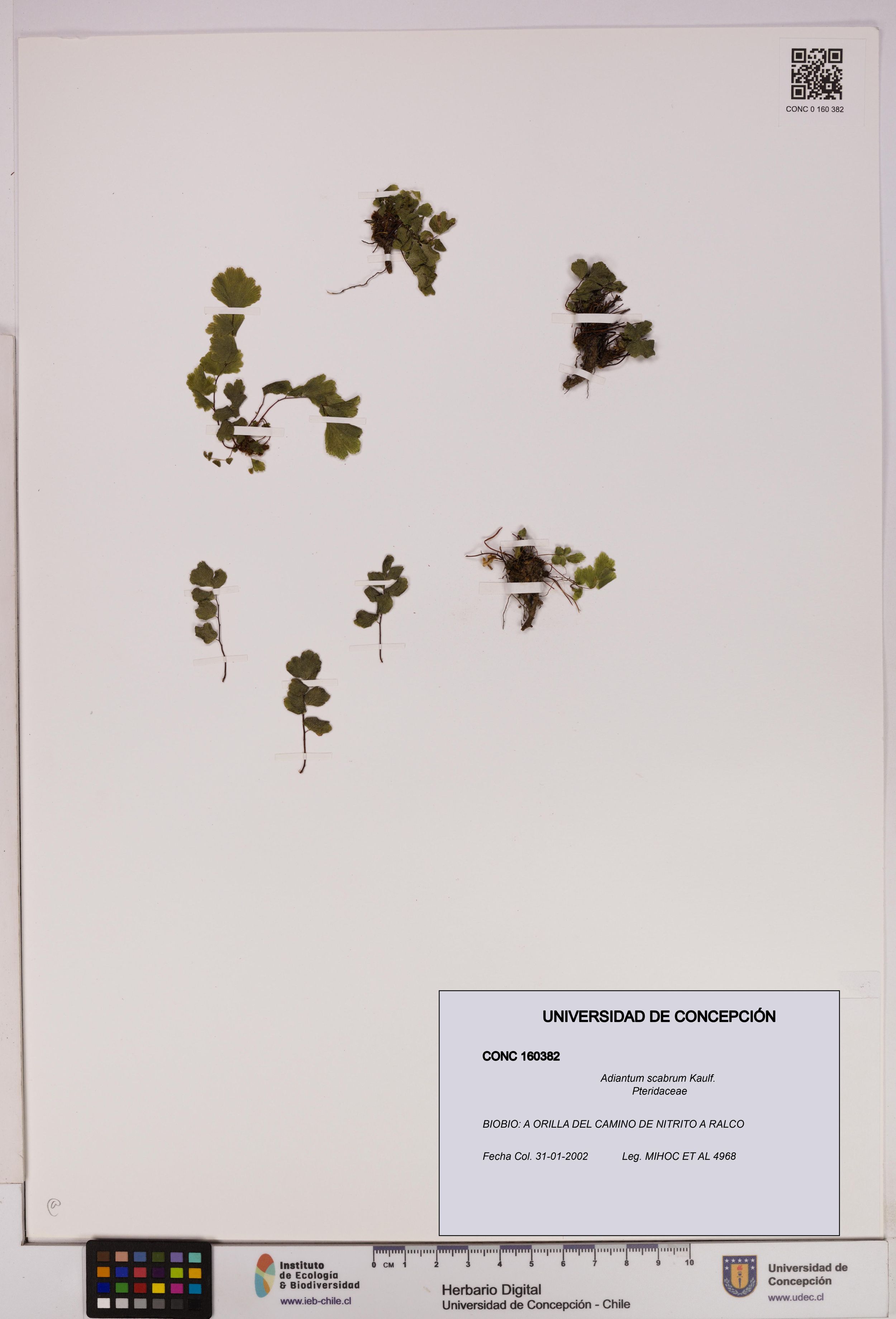 Adiantum scabrum [Espécimen: ]