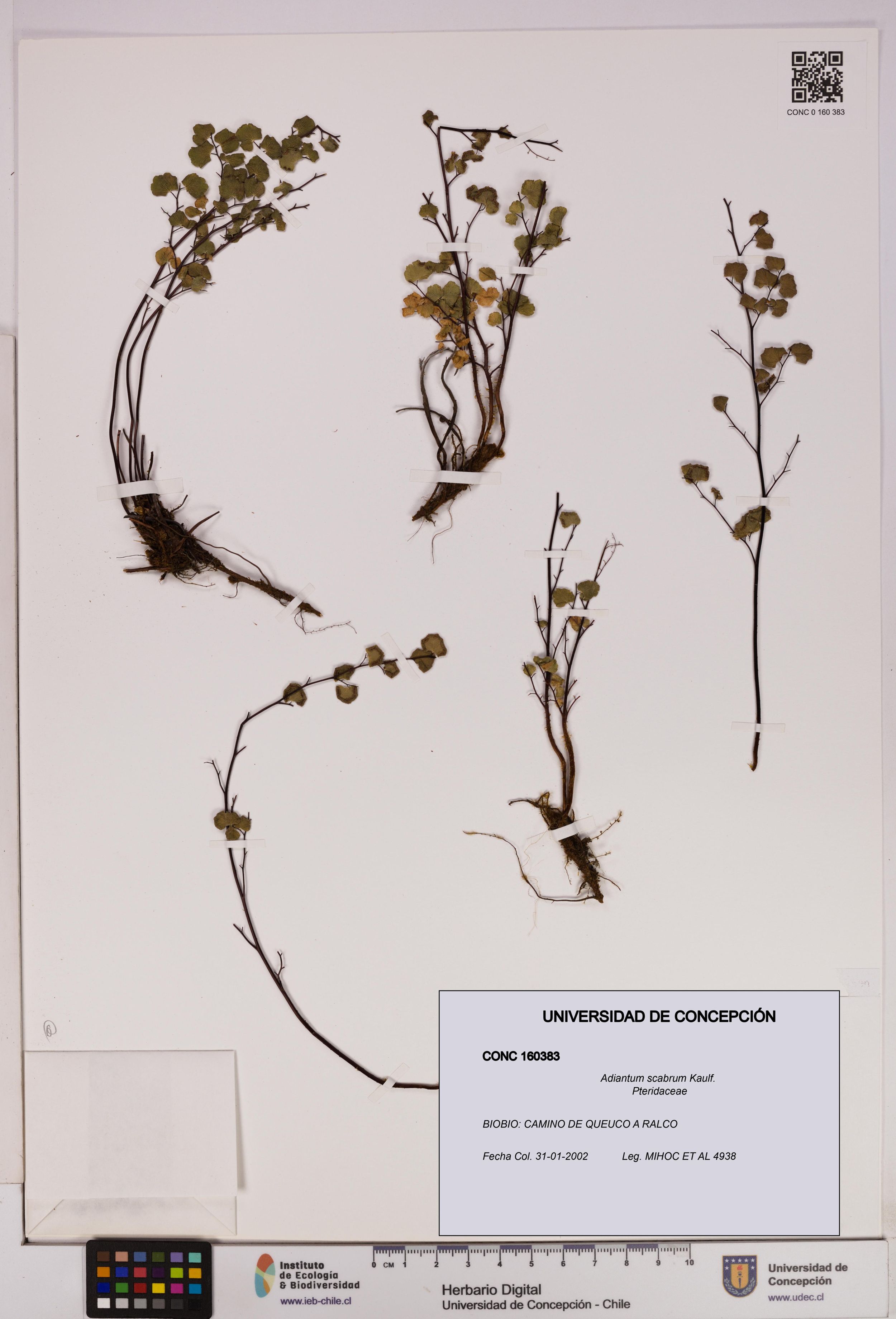 Adiantum scabrum [Espécimen: ]