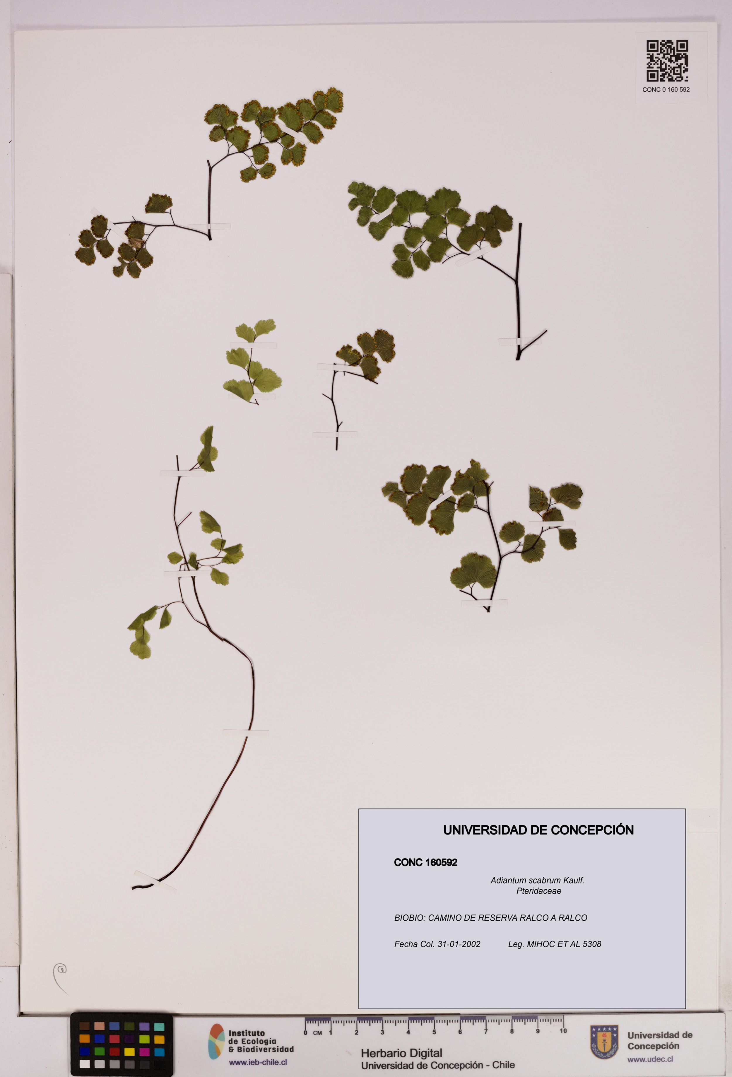 Adiantum scabrum [Espécimen: ]